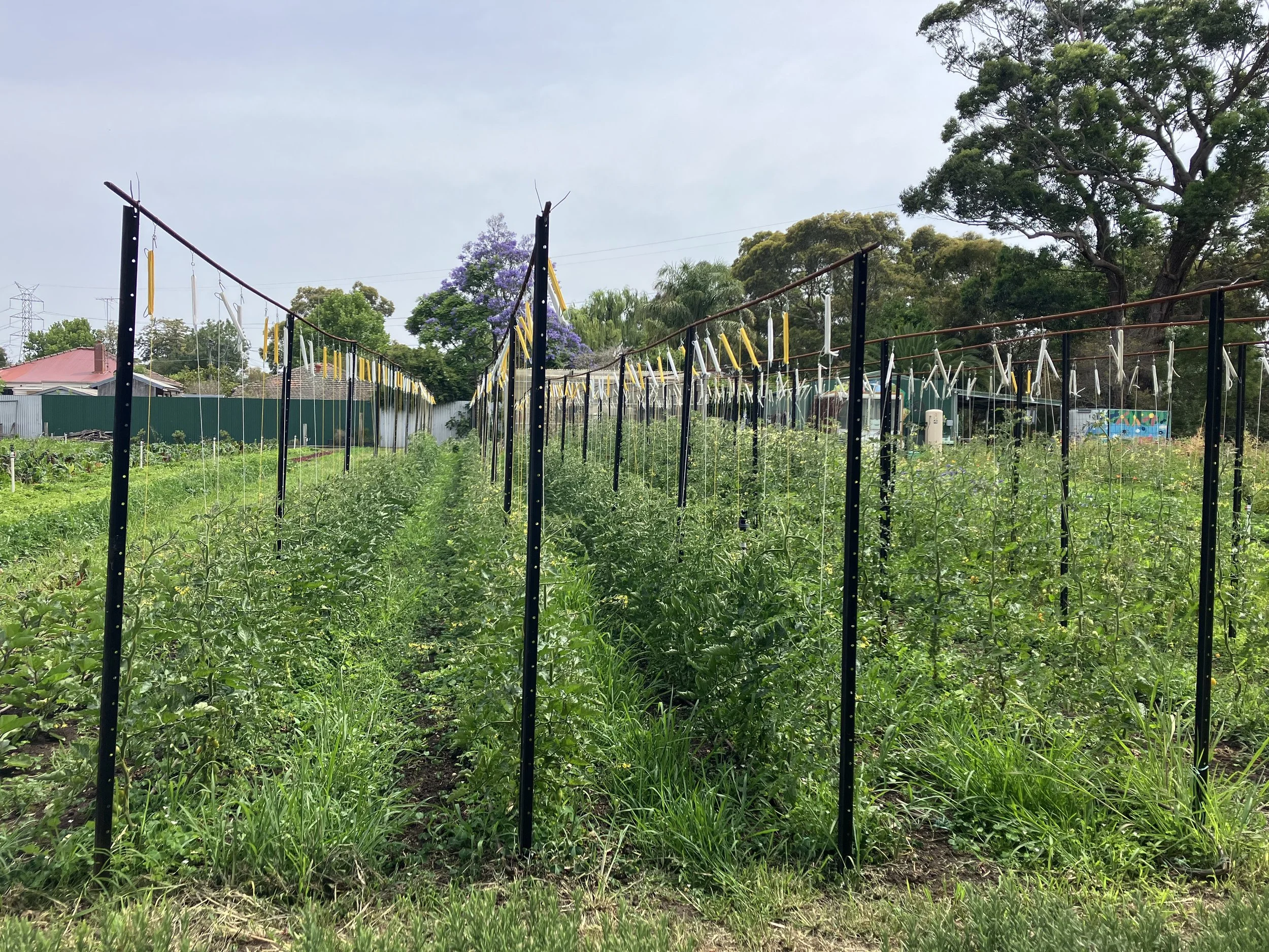 urban-farms-melbourne-grow-food