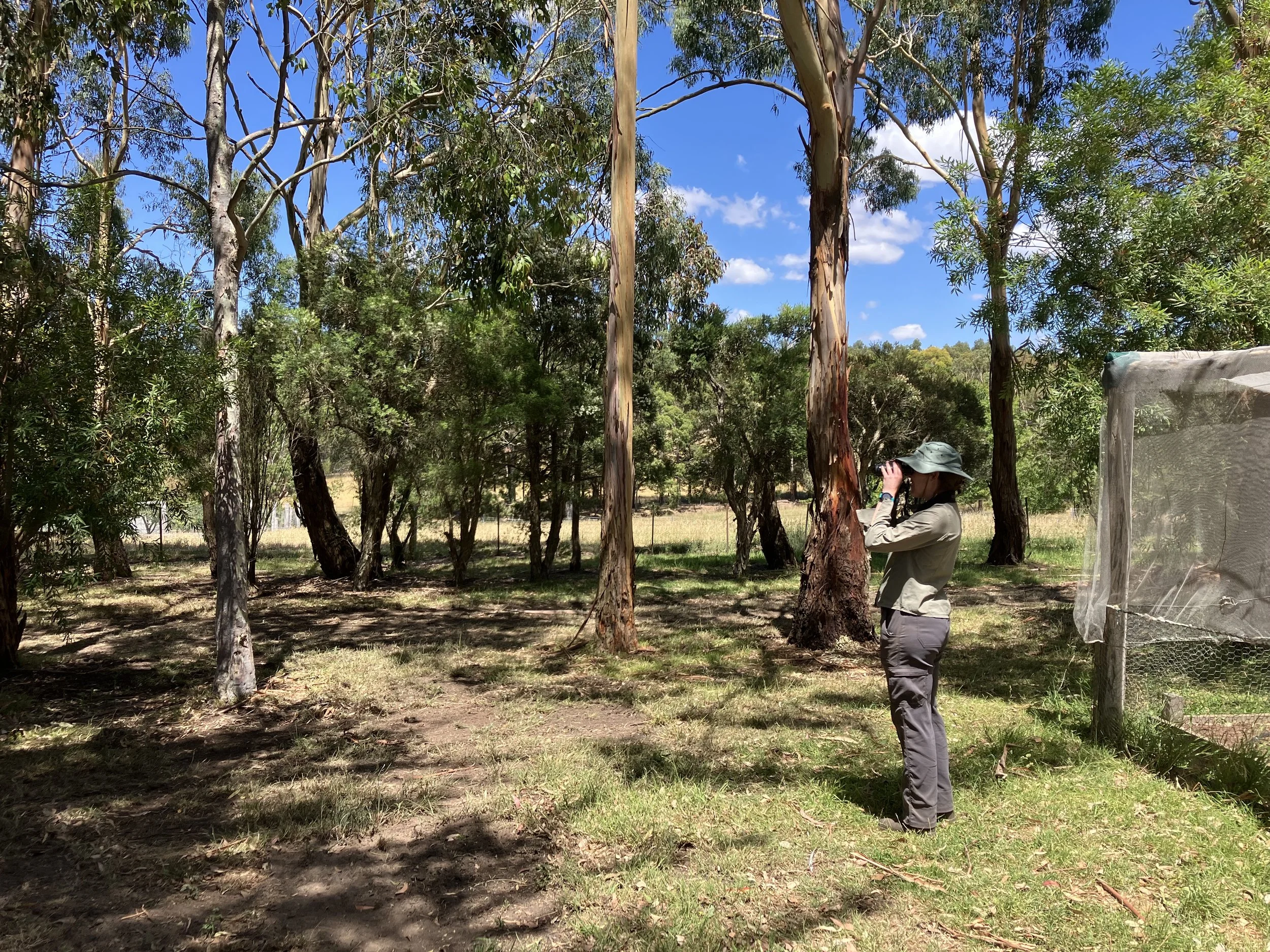 regenerative-farms-victoria-bird-census-australia