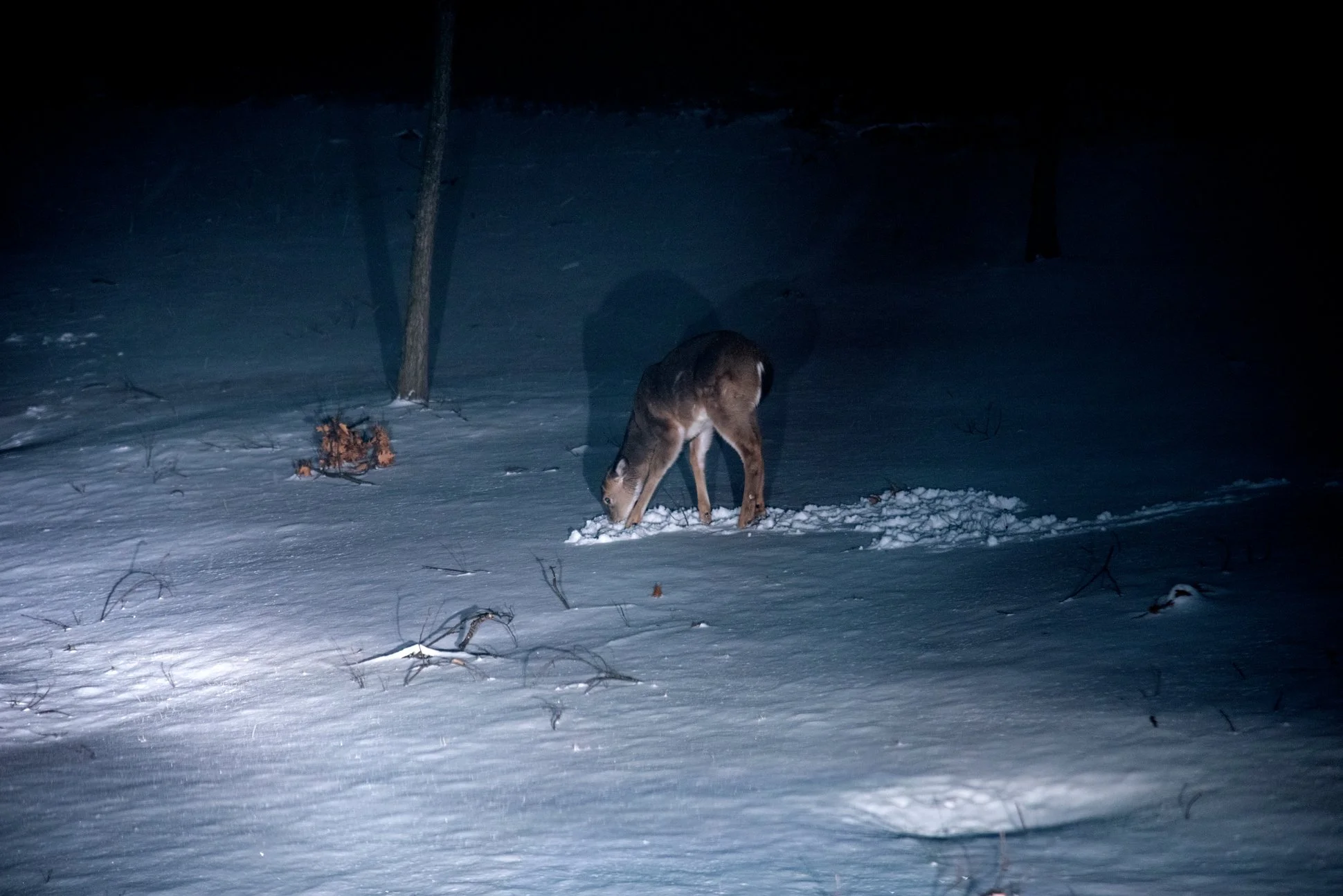 Pittsburgh, Pennsylvania, 2025.