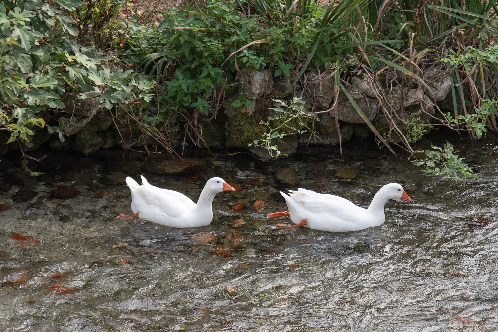 19_DSC_2226 copia.jpg