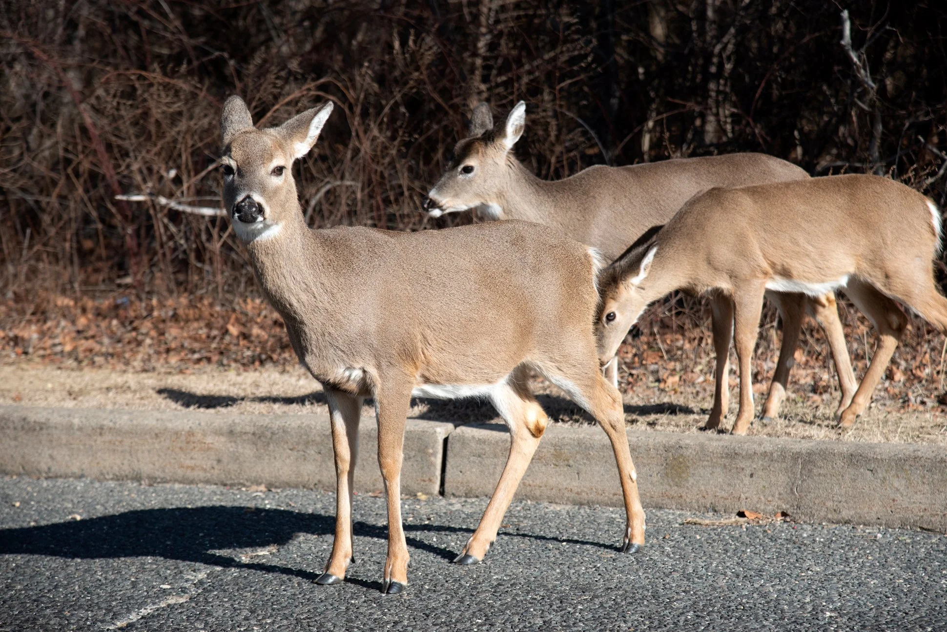 Red Bank, New Jersey, 2025