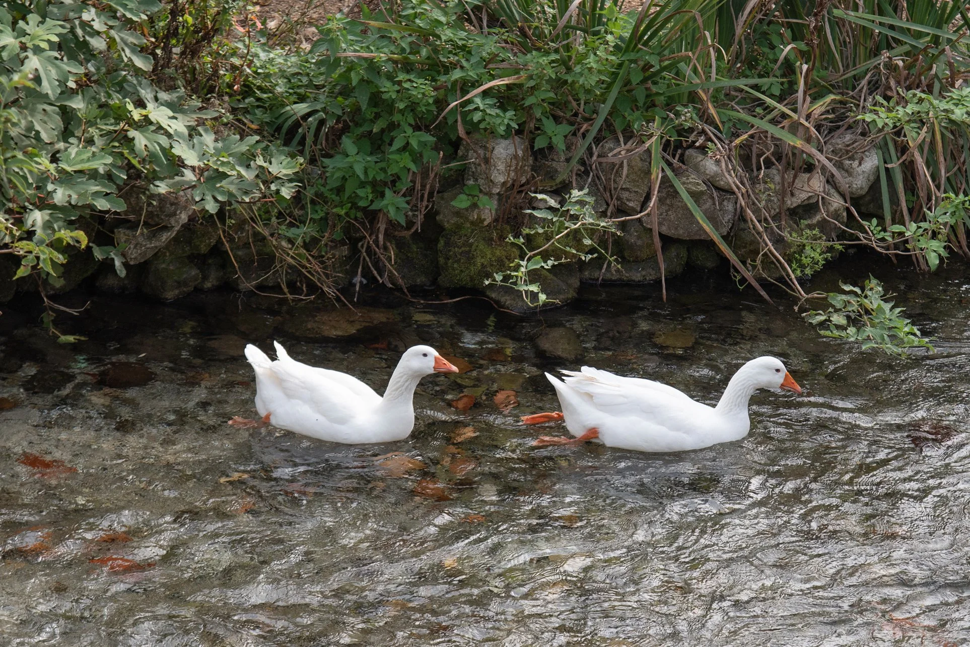 19_DSC_2226 copia.jpg