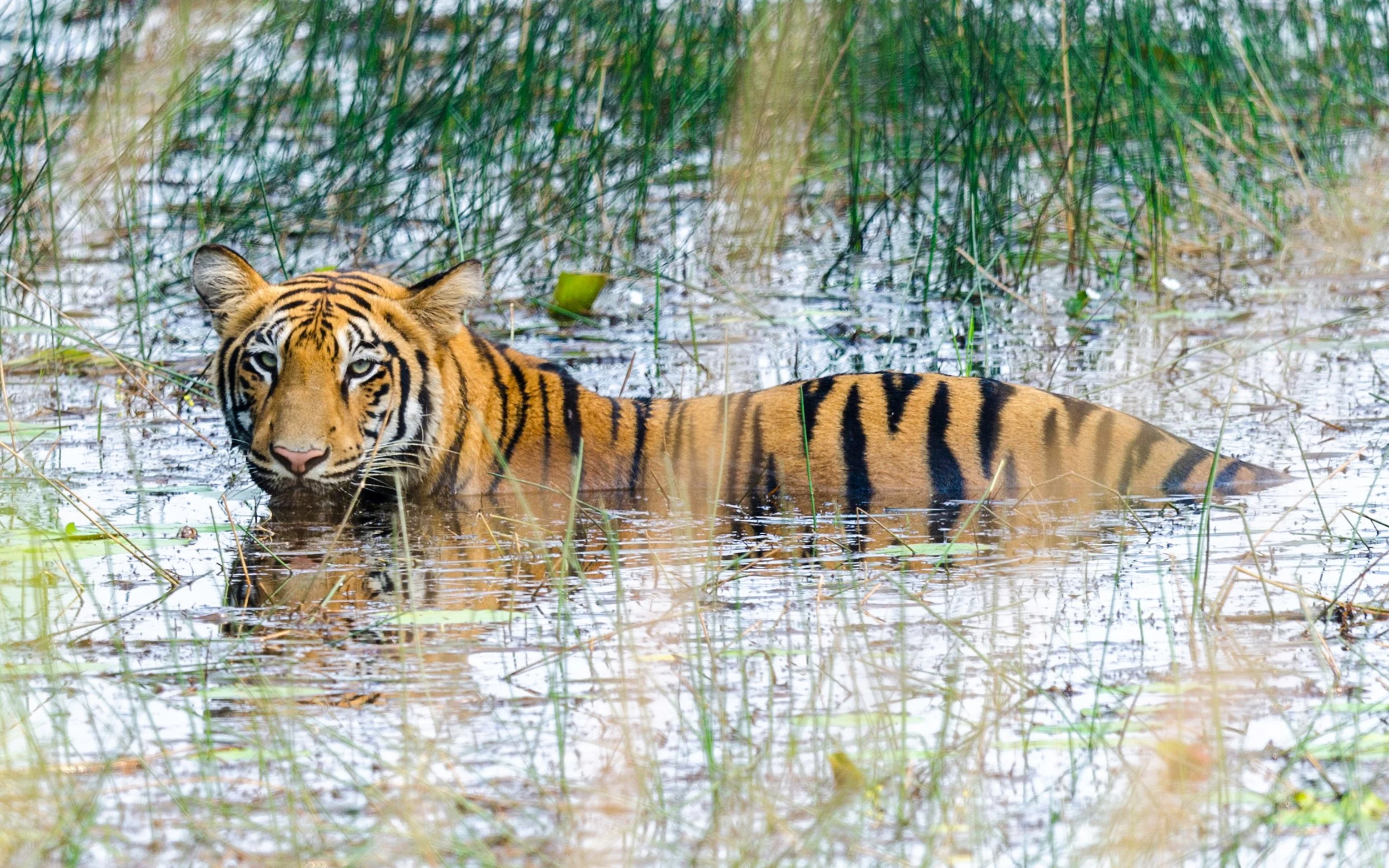 What the Forest gives back