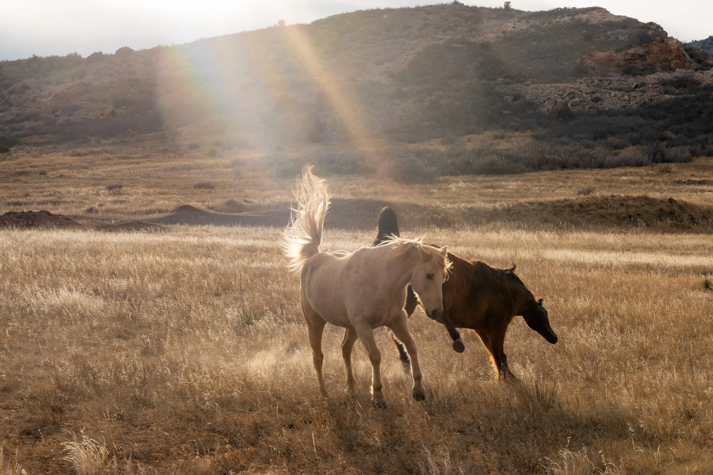 Two rescue horses, one white and one brown, running through a grassy field with mountains in the background under sunlight.