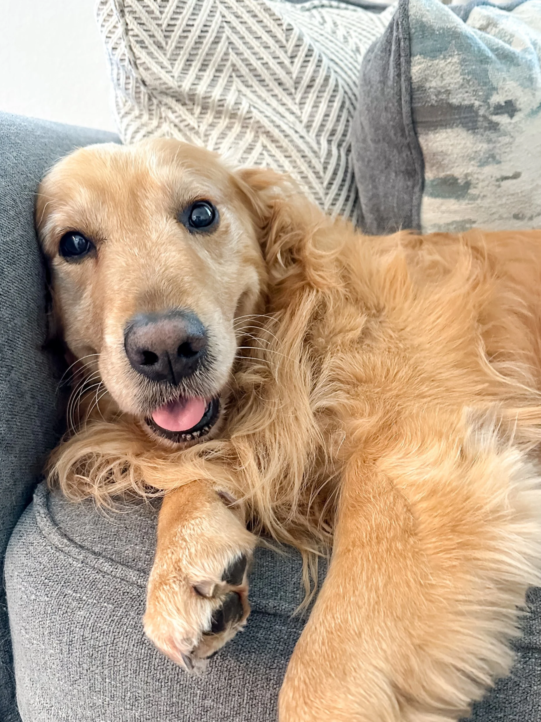 A golden retriever with a happy expression, lying on a person's lap, surrounded by patterned pillows.
