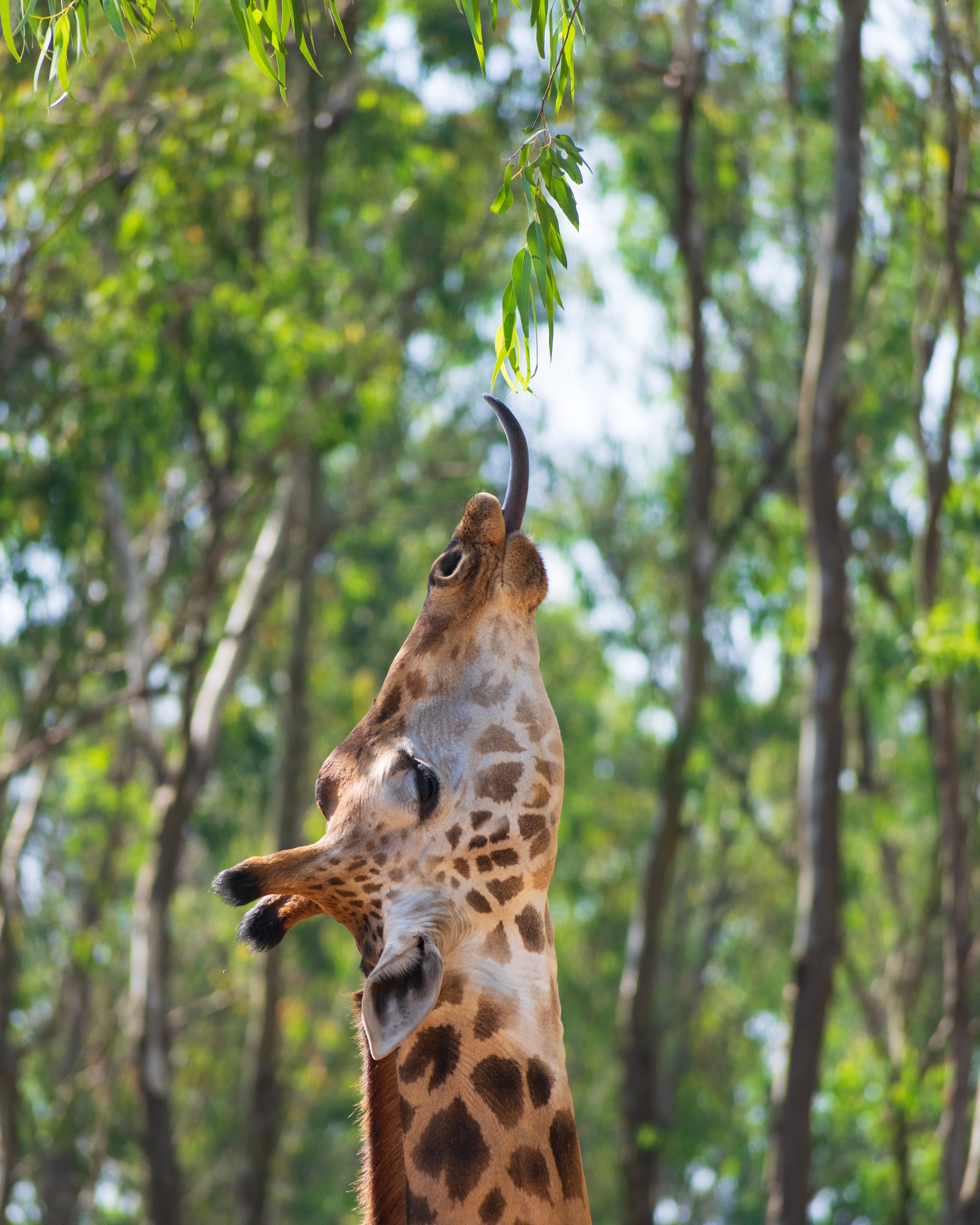 Tongue Twister Giraffe .jpg