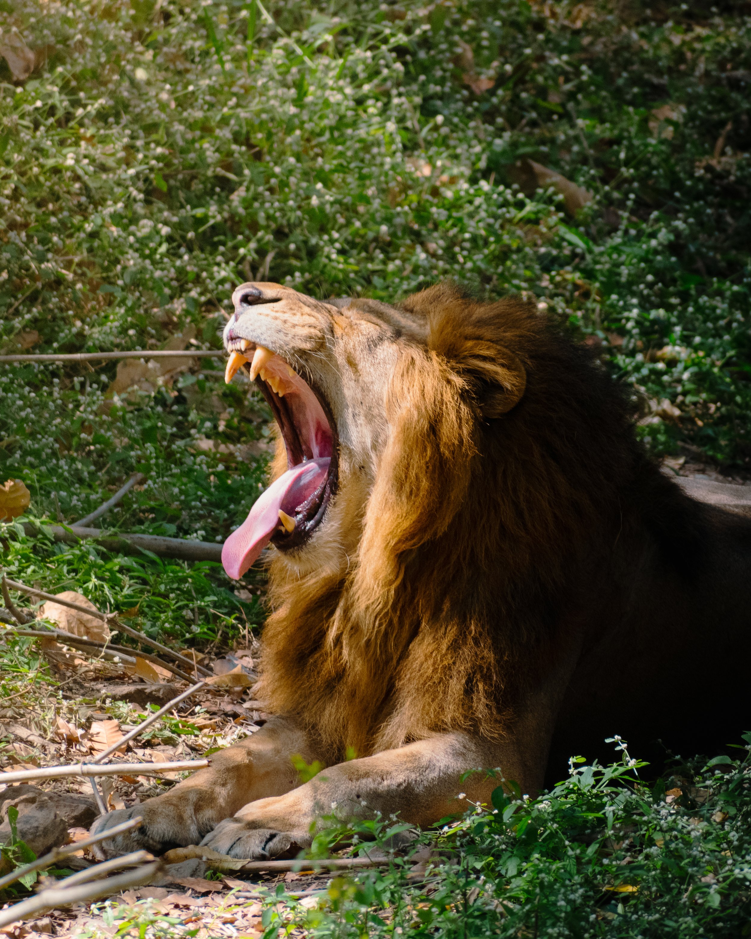 Lion Yawn .jpg