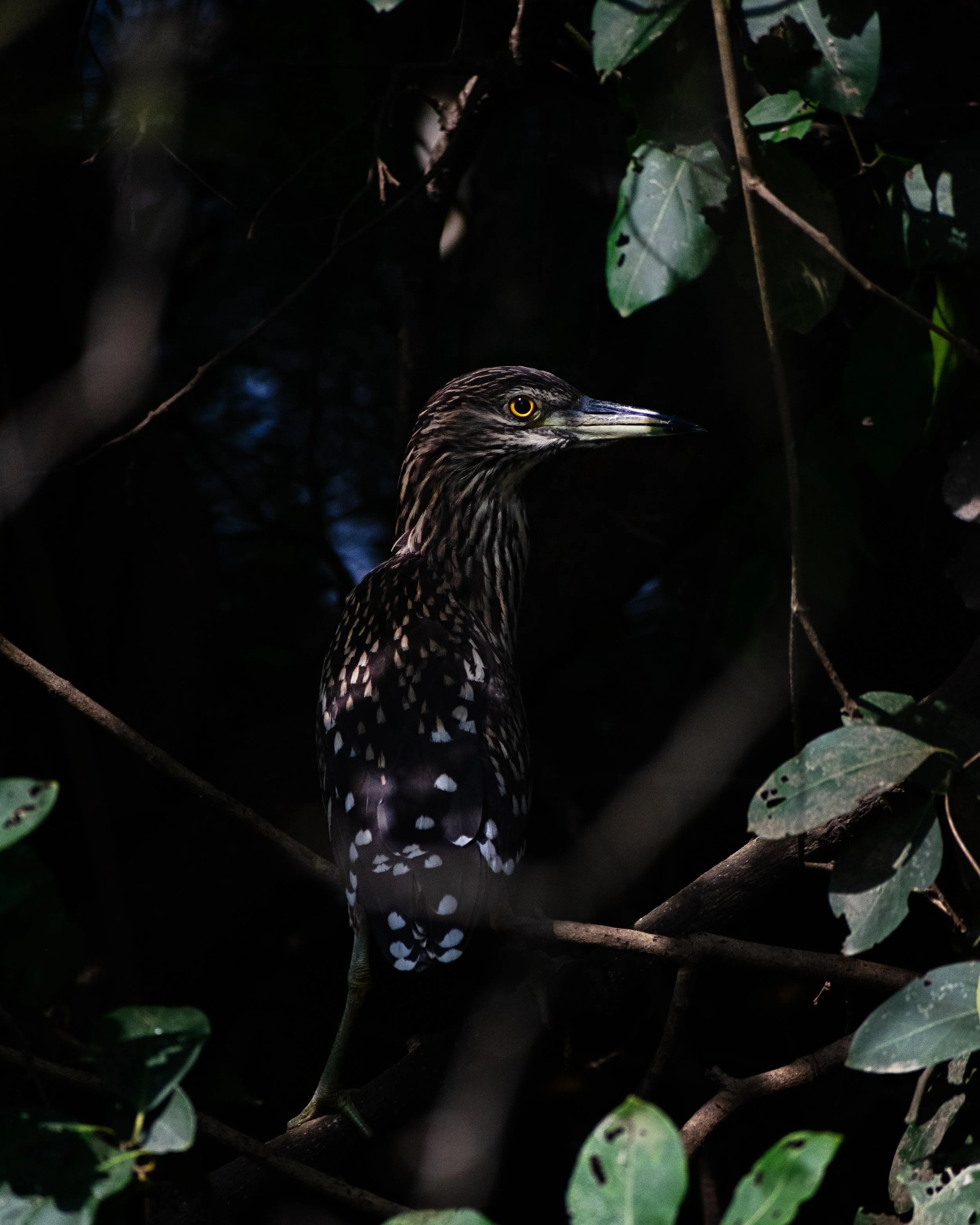 Pond Heron.jpg