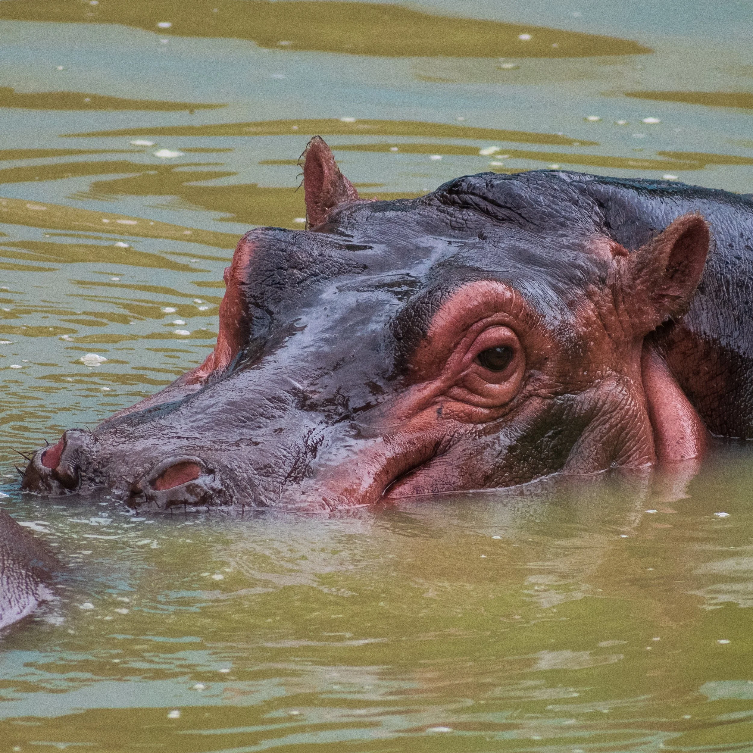 Juvenile Hippo.jpg