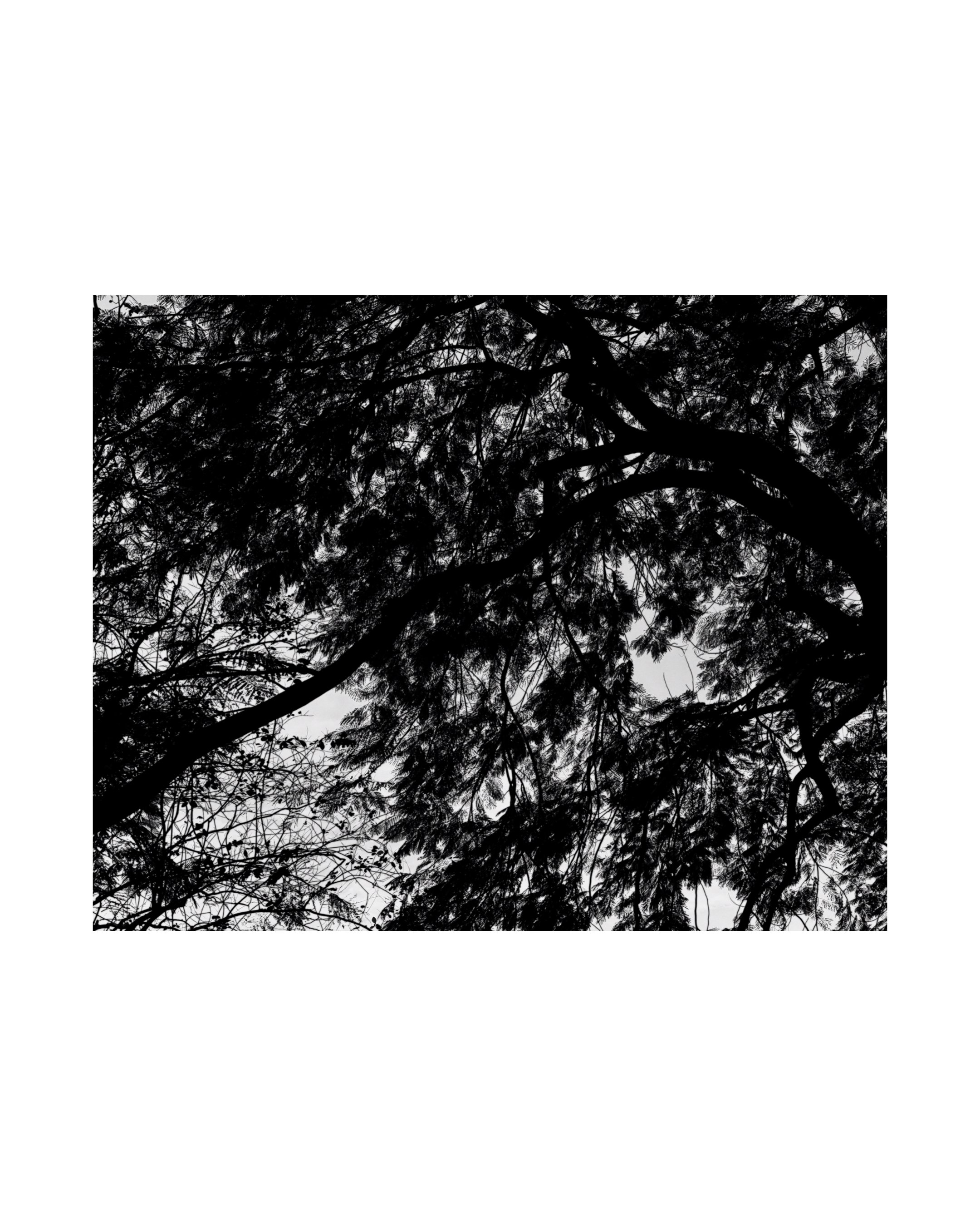 https://williammiquel.com/shop/p/inner-wilderness