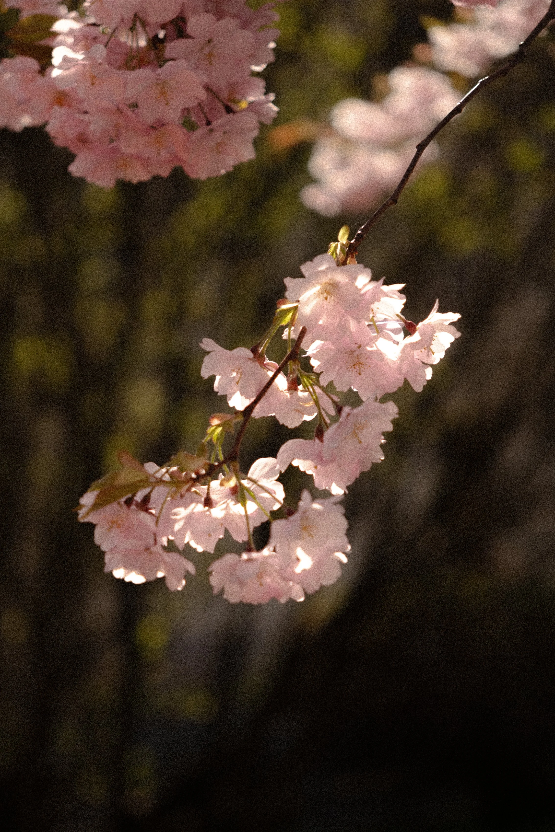 DSCF1056.jpg