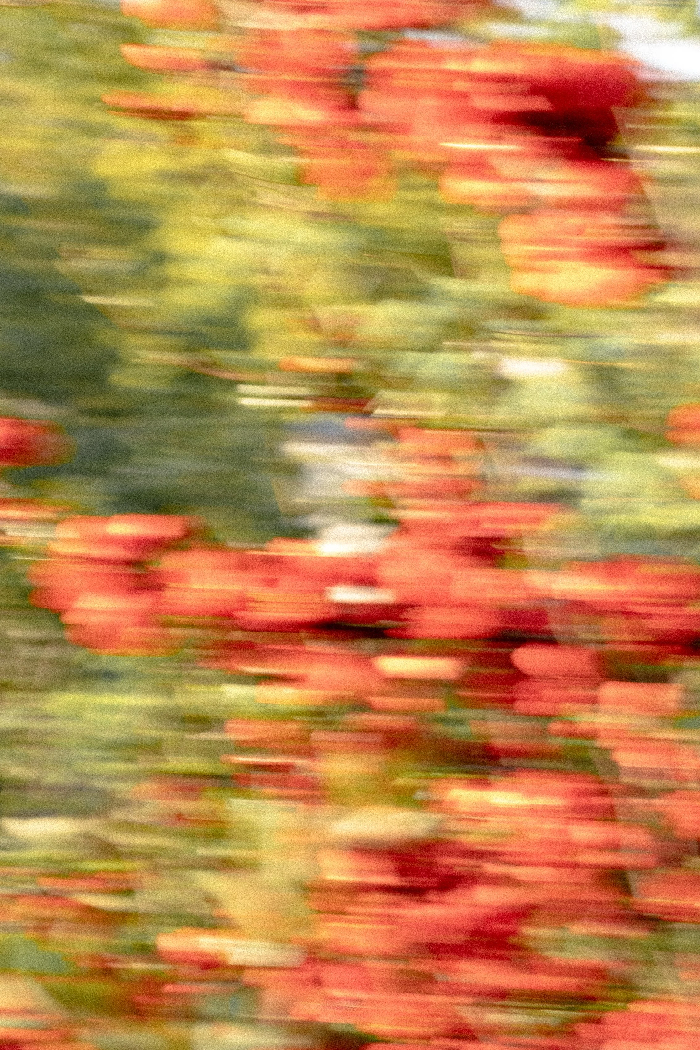 DSCF1286.jpg