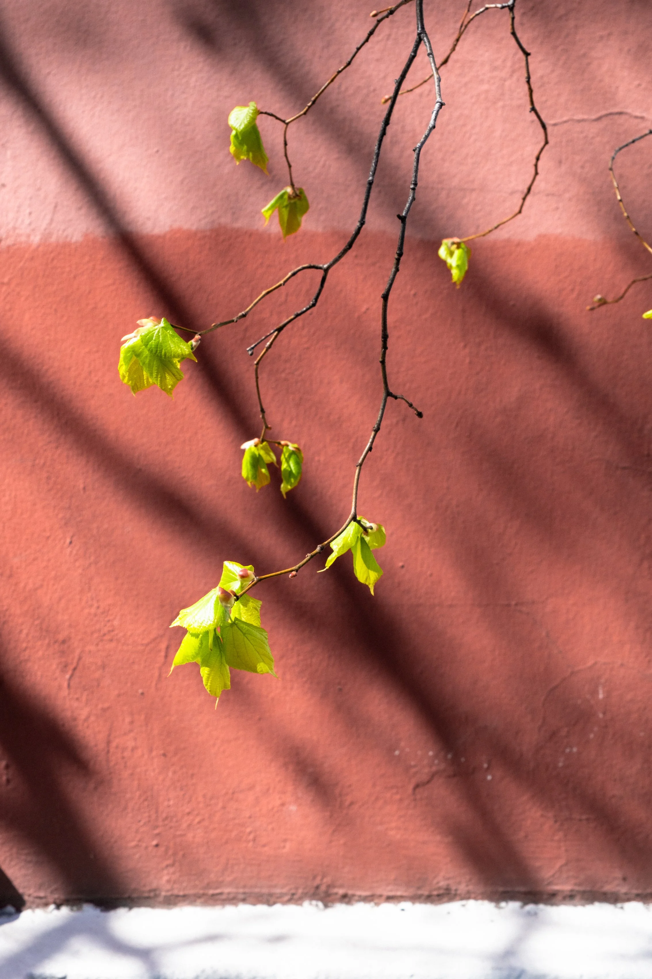 DSCF1000-2.jpg