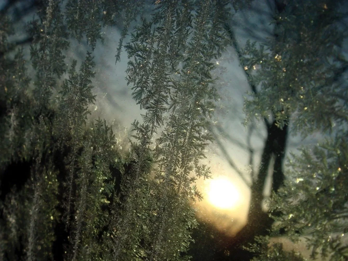 Frost-covered pine branches with sunlight in the background.