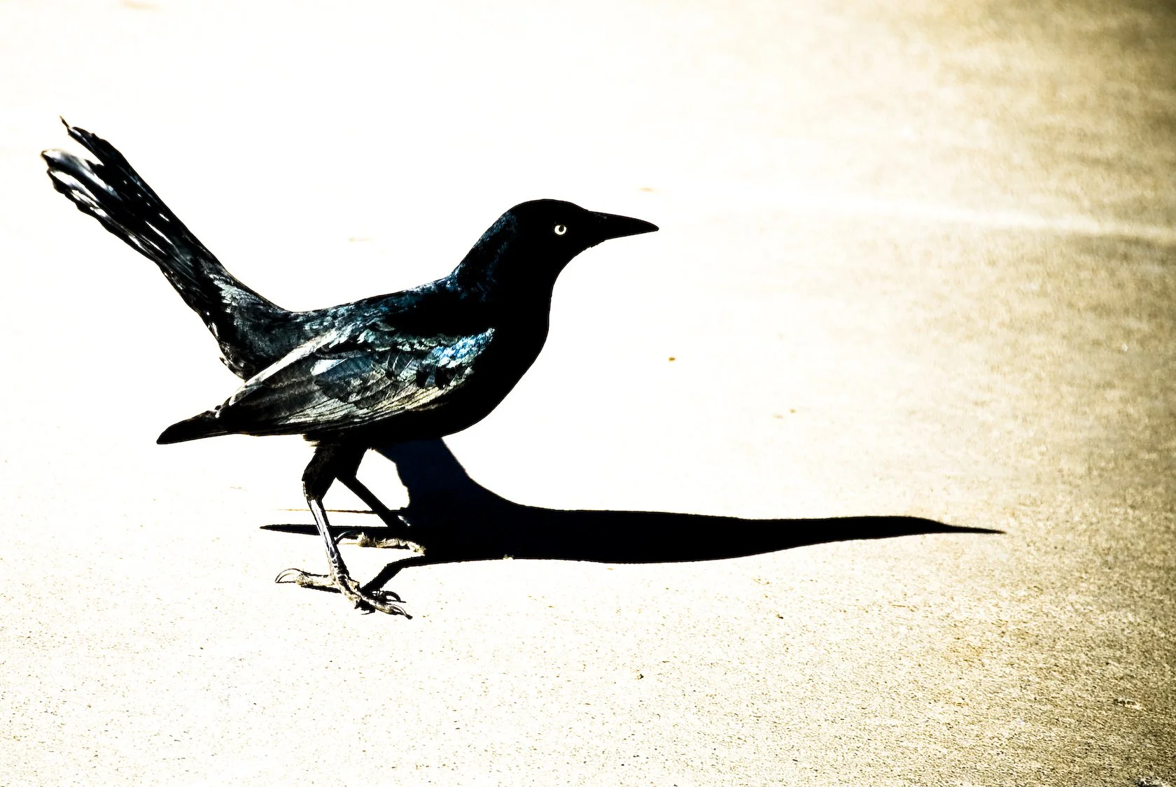 Black bird, possibly a raven or crow, standing on sandy ground casting a long shadow.