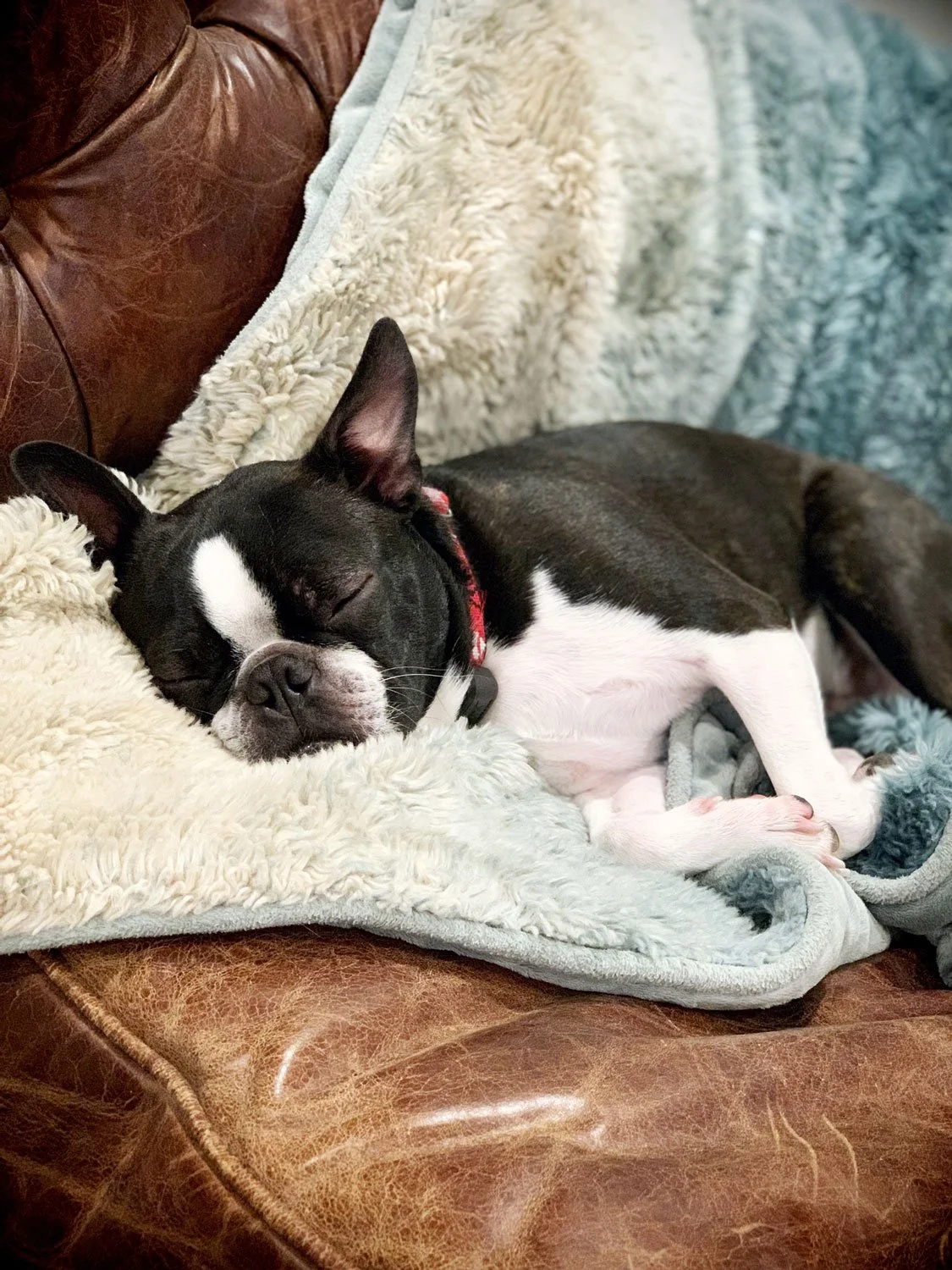 A black and white dog sleeping on a plush, beige blanket placed on a brown leather couch.