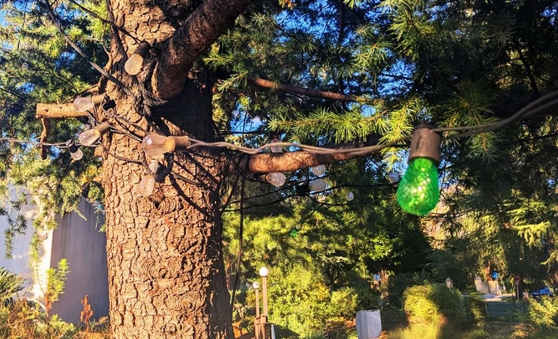 The Memorial Tree and the Significance of the Green Lights at Saturday’s Altadena Christmas Tree Lighting