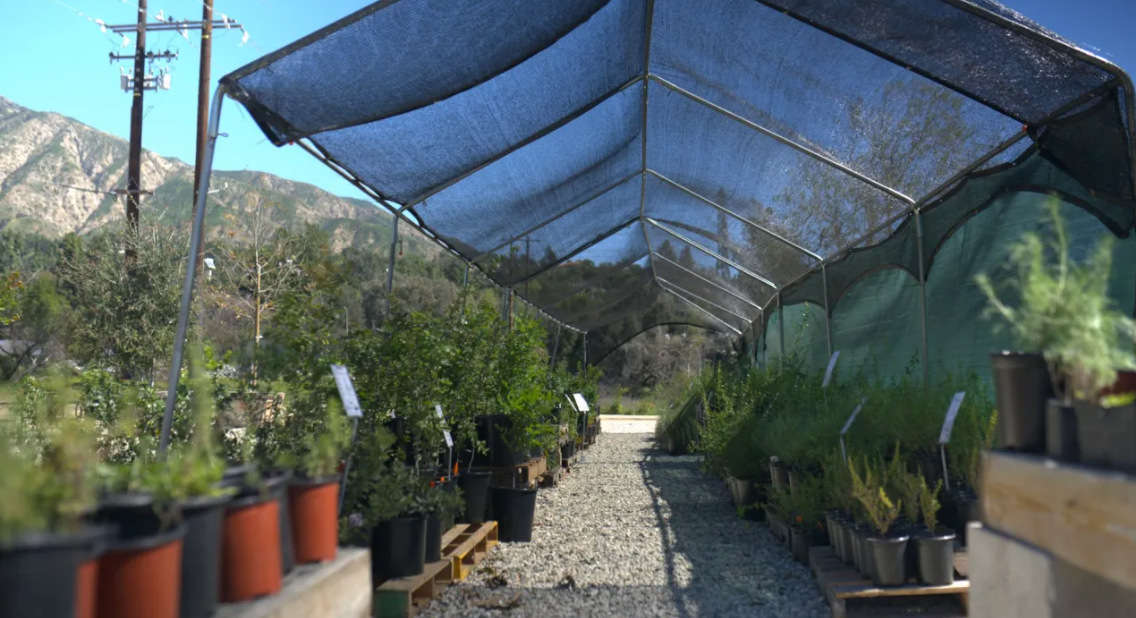 Experts weigh in on complex restoration of fire-damaged Eaton Canyon park and replacing nature center