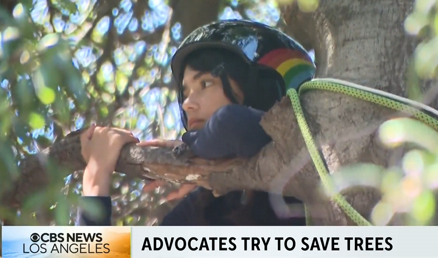 Advocates try to stop Pasadena Unified from cutting down trees contaminated from Eaton Fire