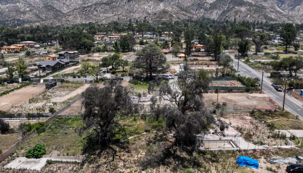 Overgrown lots in Altadena, Palisades pose fire risk. L.A. County is pushing to clear them