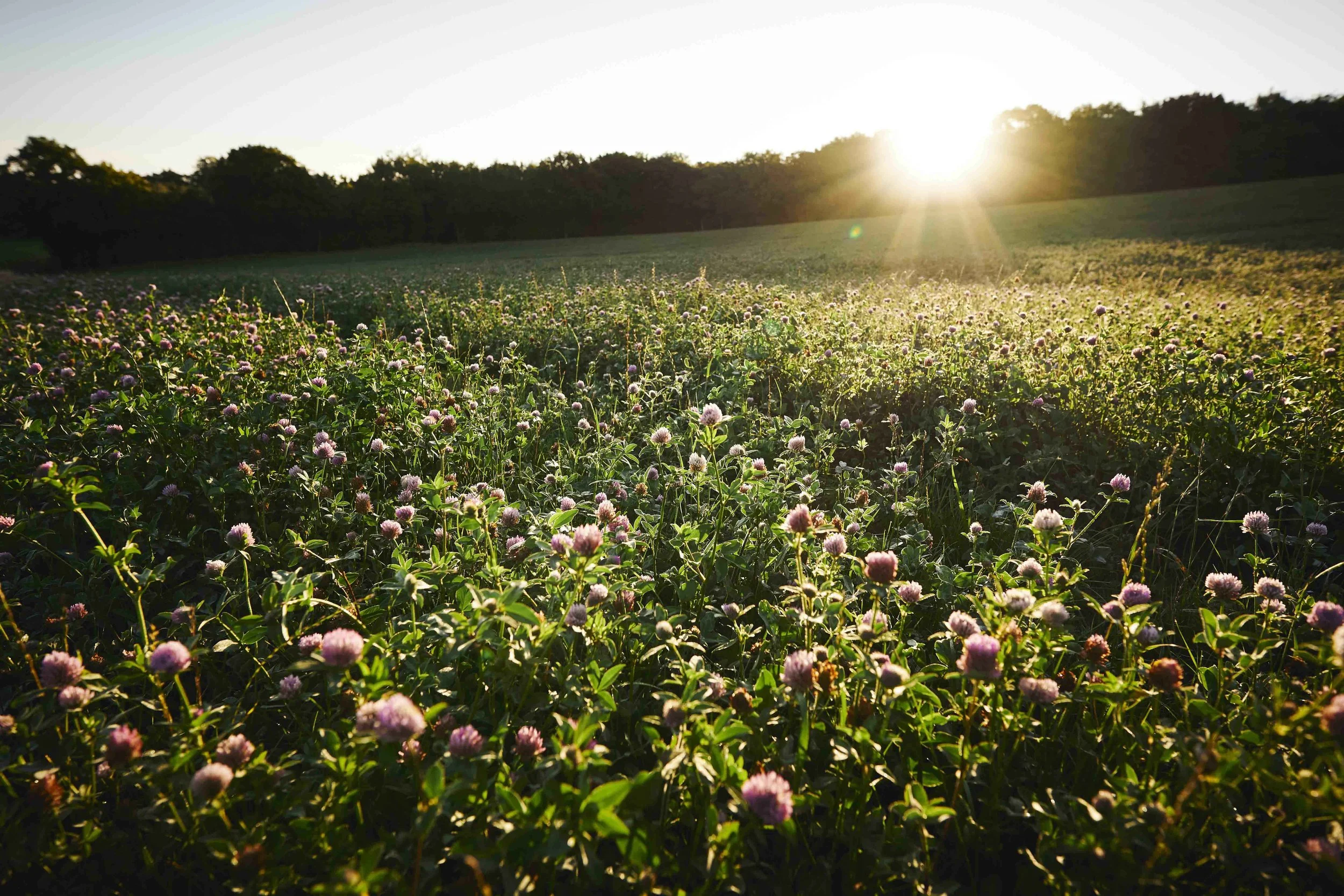 A field of pink and white wildflowers during sunset with the sun low in the sky and trees in the background.