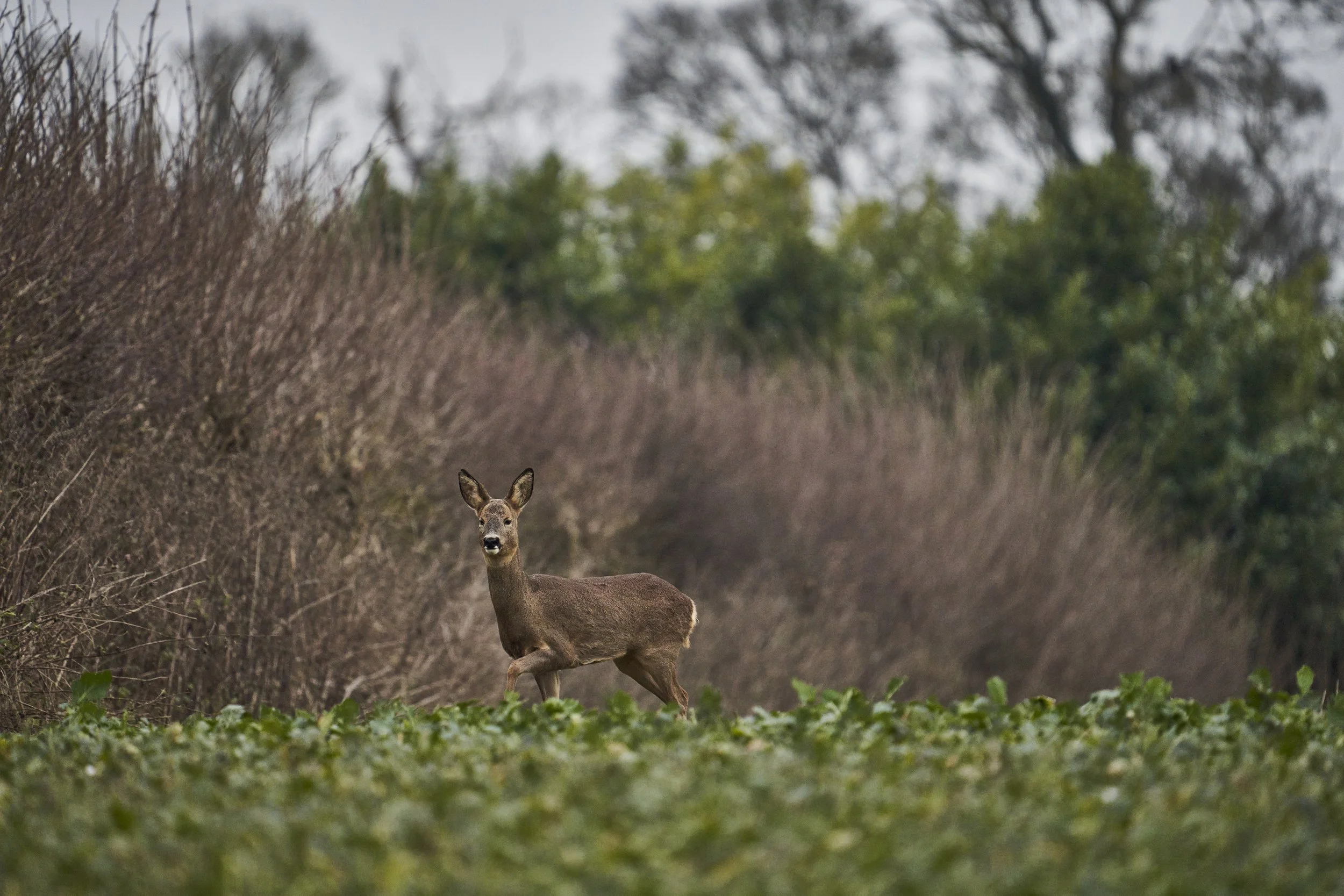 Deer standing in a field with trees and bushes in the background