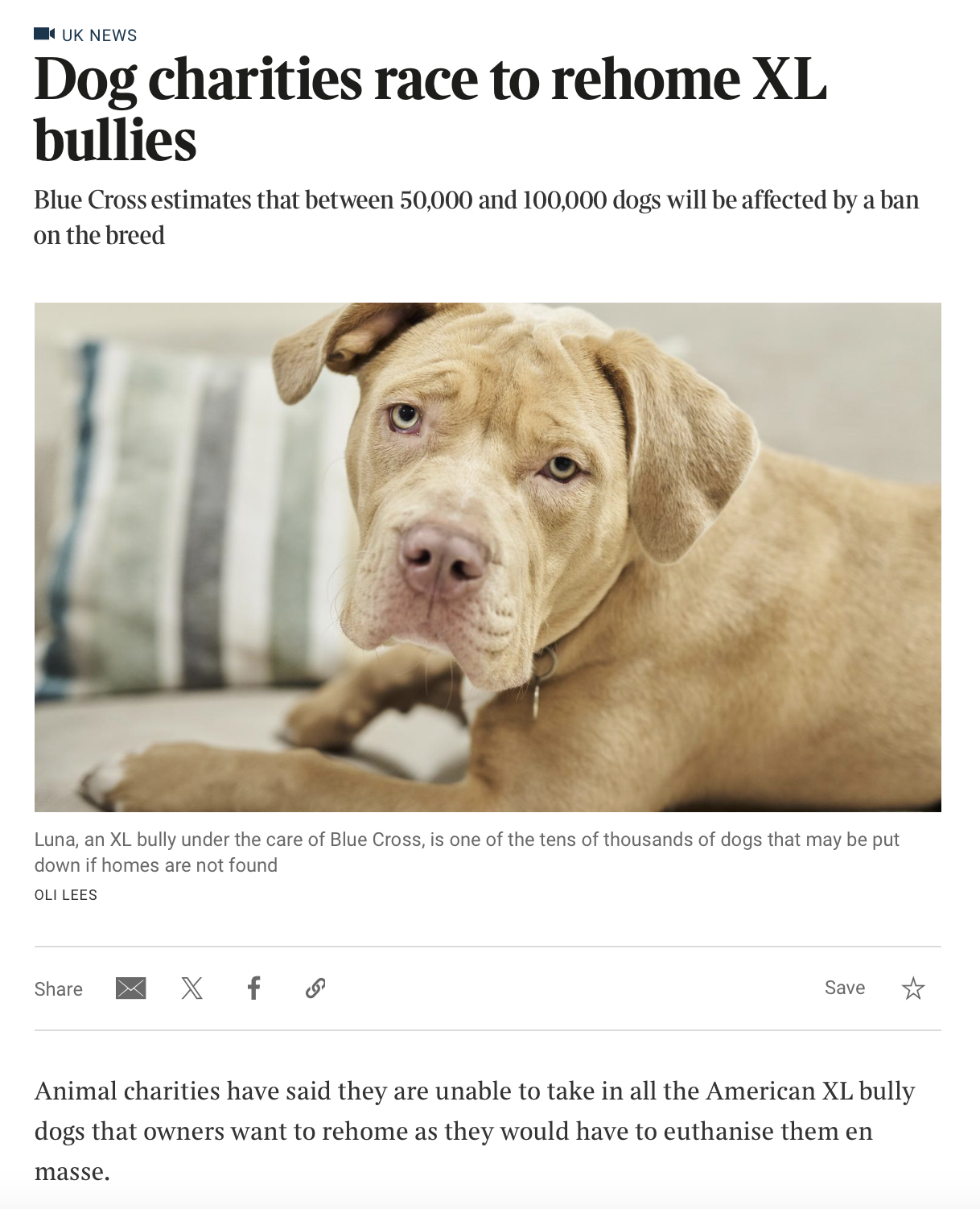 A tan American XL bully dog lying on a couch with a striped pillow in the background.