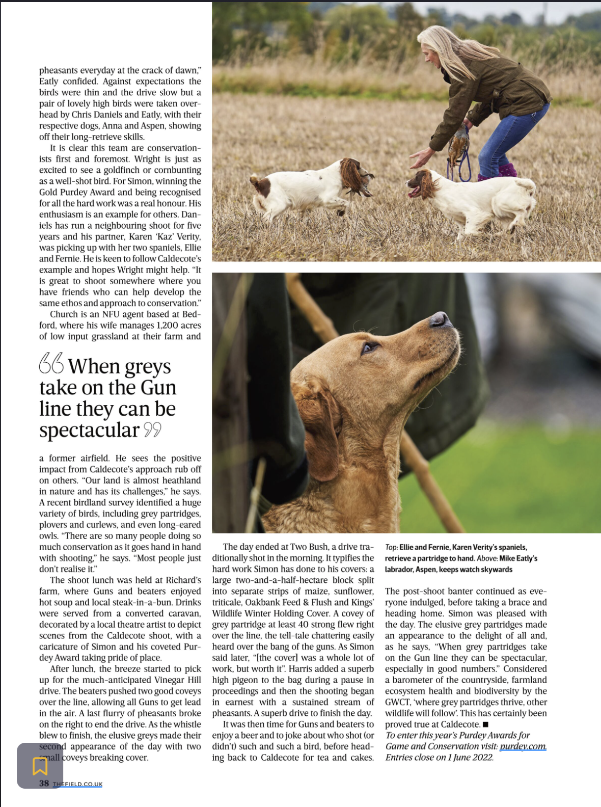 Woman with gray hair and blue jeans is playing fetch with her spaniels and two dogs in a grassy open field during daytime. The second image shows a close-up of a brown dog looking upward with a blurred natural background.