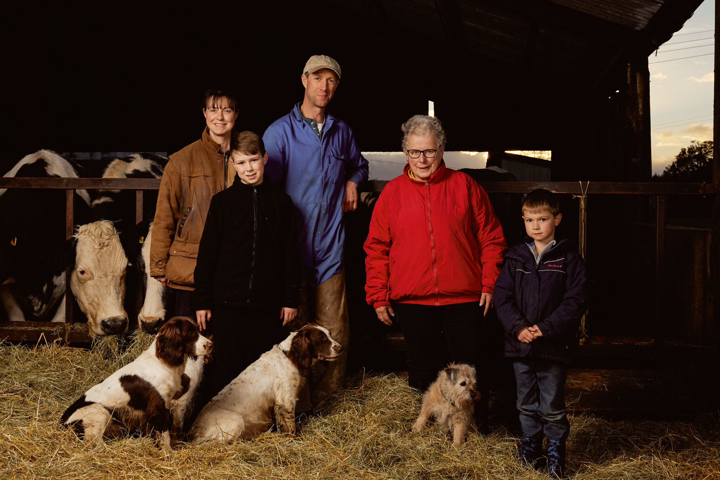 Family standing in a barn with cows and puppies, with sunset visible outside.