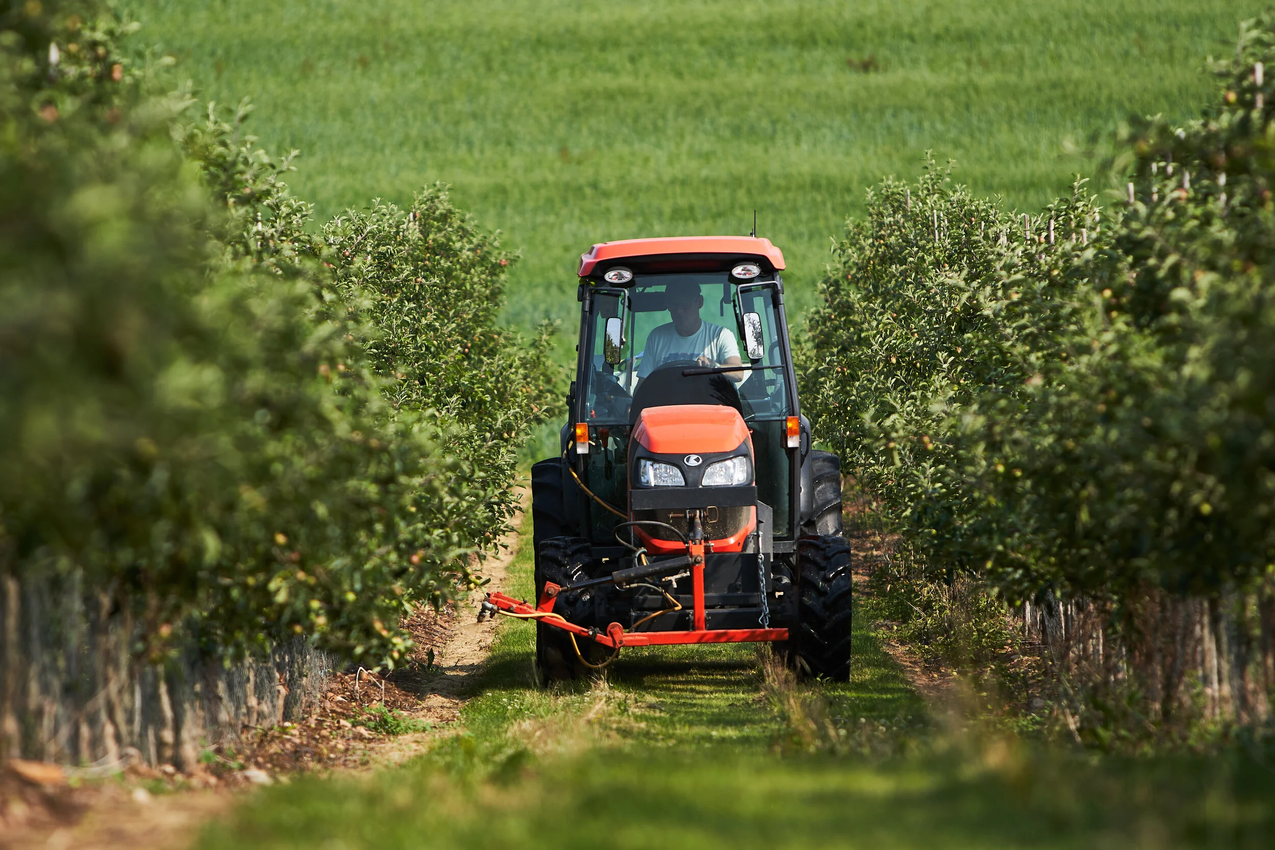 A tractor working between rows of green crops in an agricultural field on a sunny day.