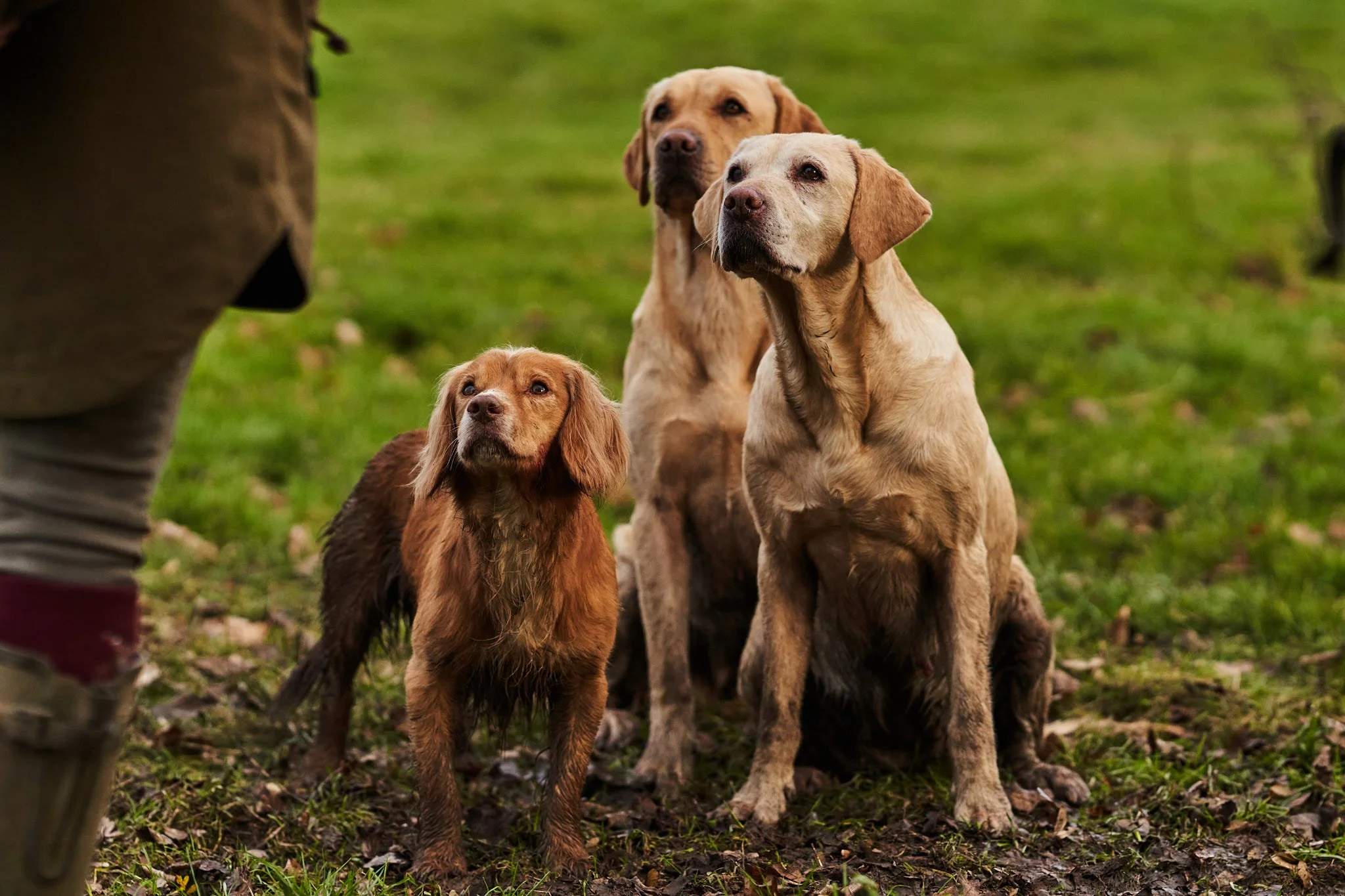 Three dogs sitting on grass, attentively looking at a person outside the frame, in an outdoor setting.