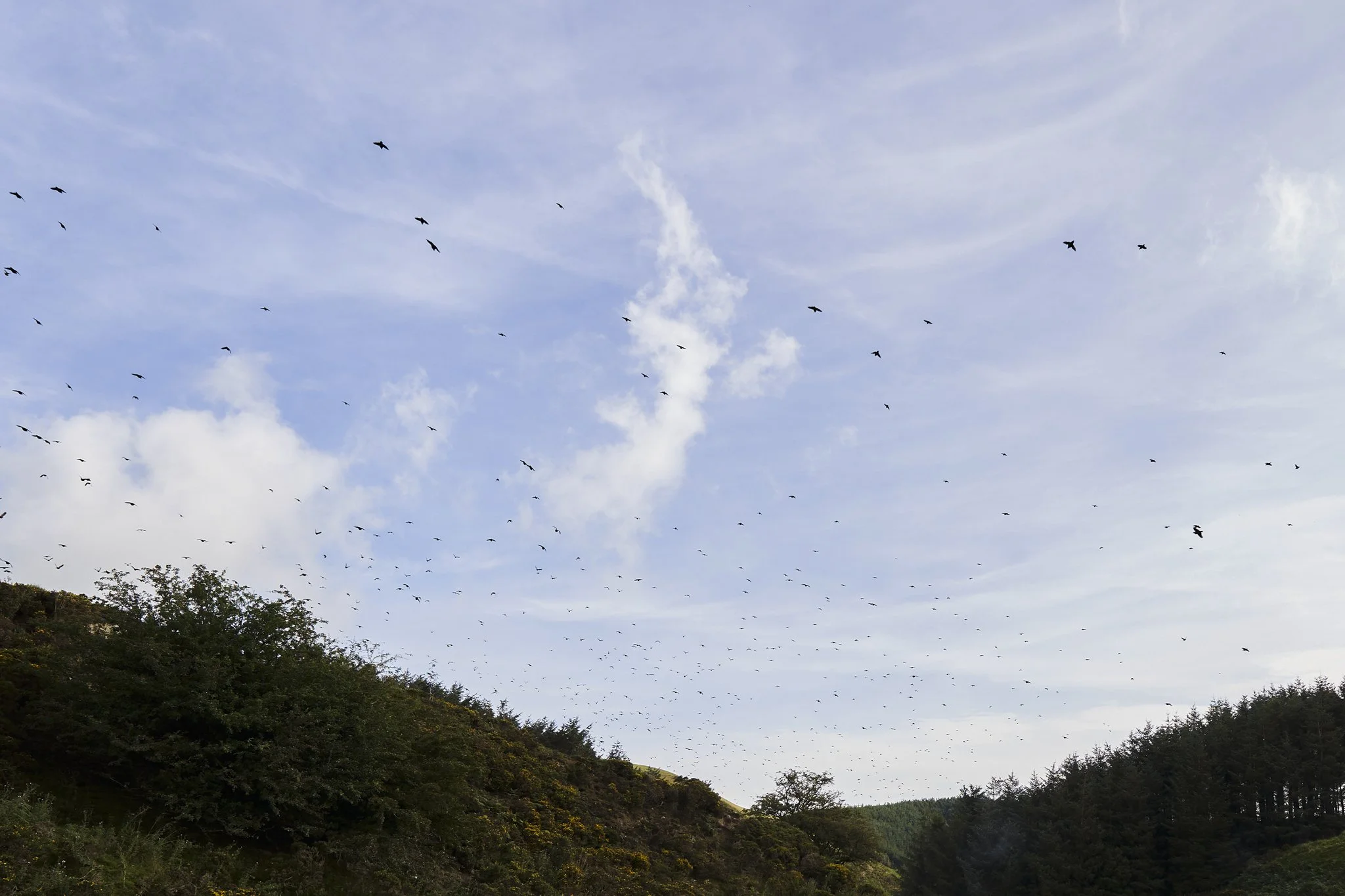 A hillside covered with trees and bushes under a blue sky with scattered clouds. Birds are flying in the sky.
