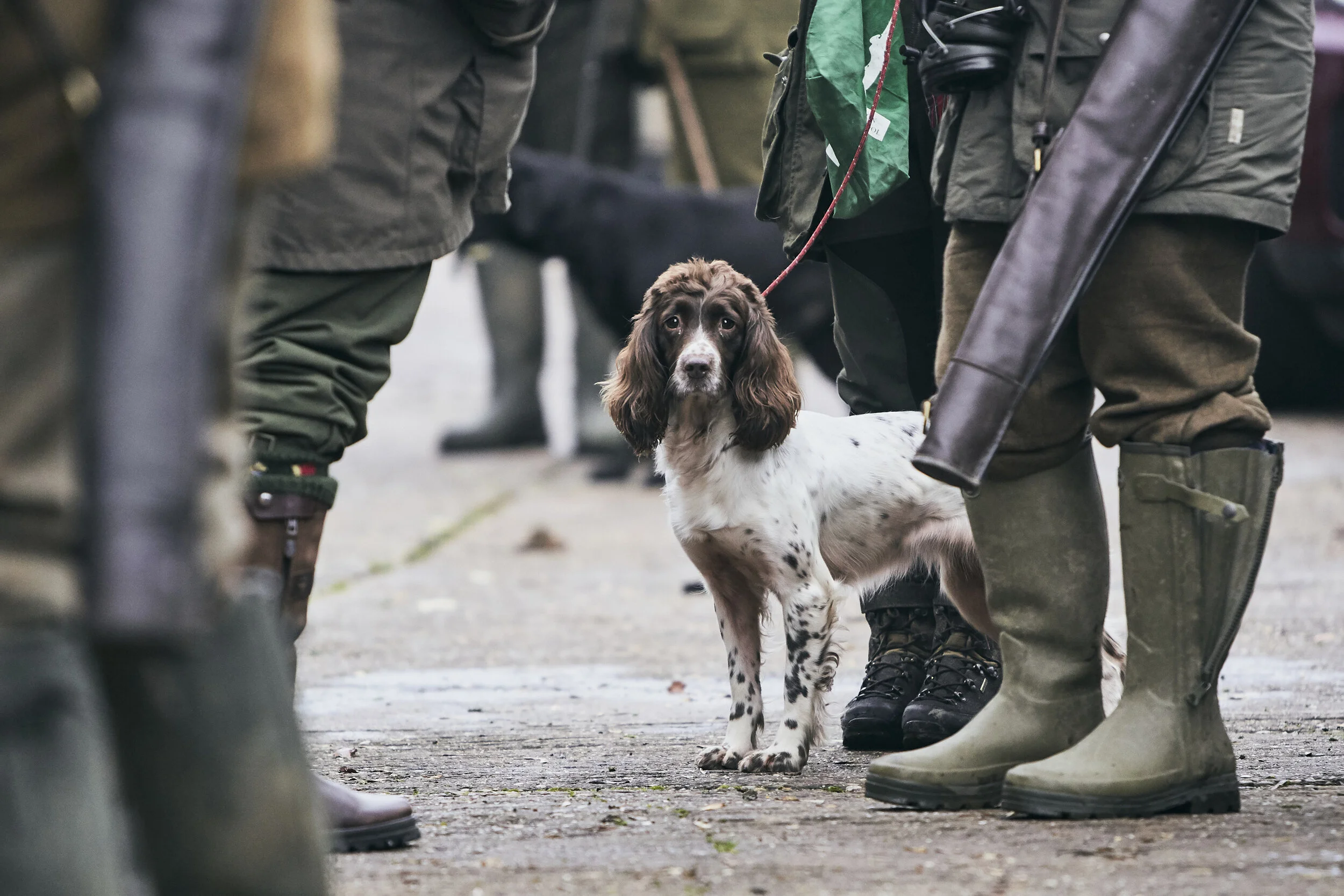 A dog with brown and white fur, sitting on a concrete ground surrounded by people wearing outdoor gear, with a black dog in the background.