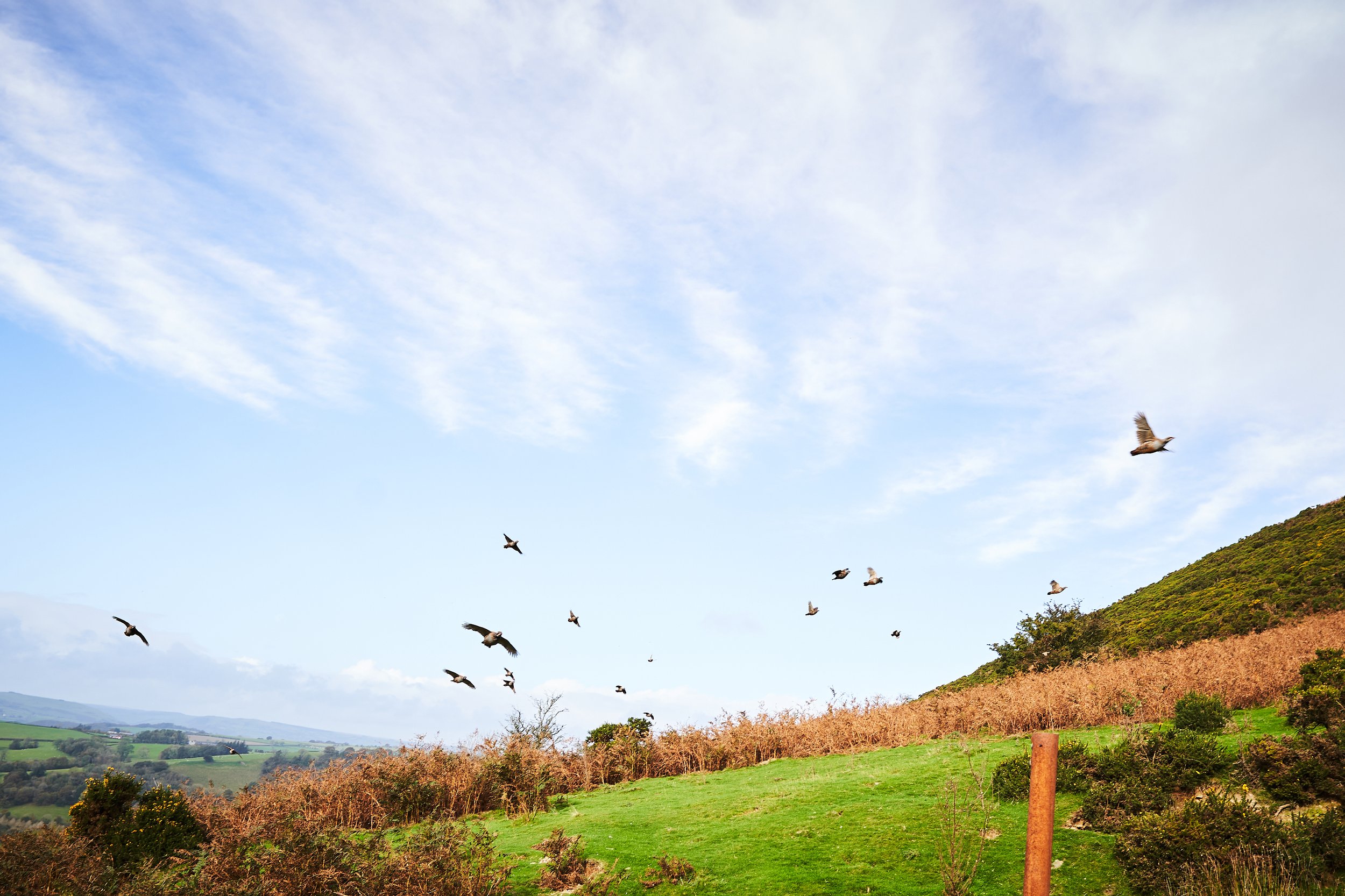 Birds flying over a lush green landscape with rolling hills and a partly cloudy sky.