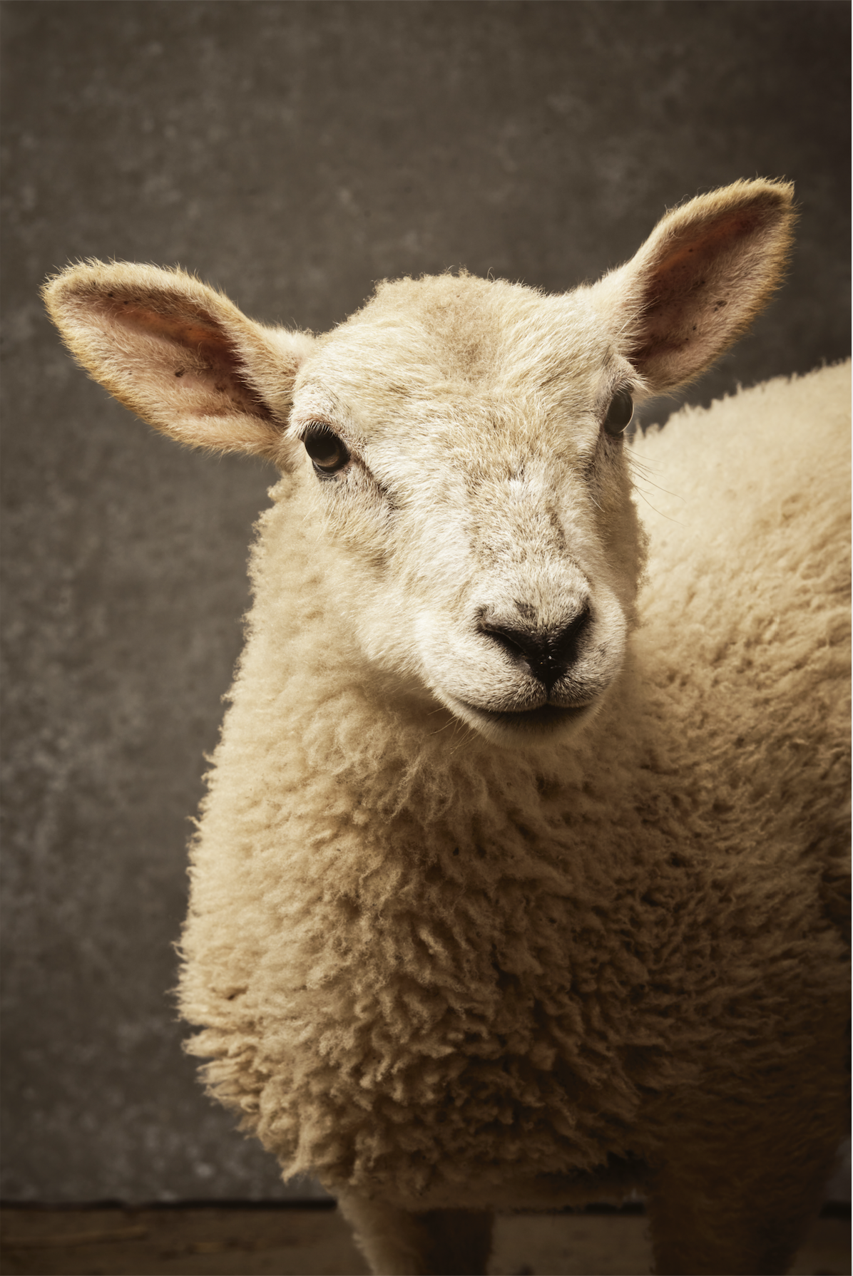 Close-up of a young lamb with curly wool, large ears, and dark eyes against a textured brown background.