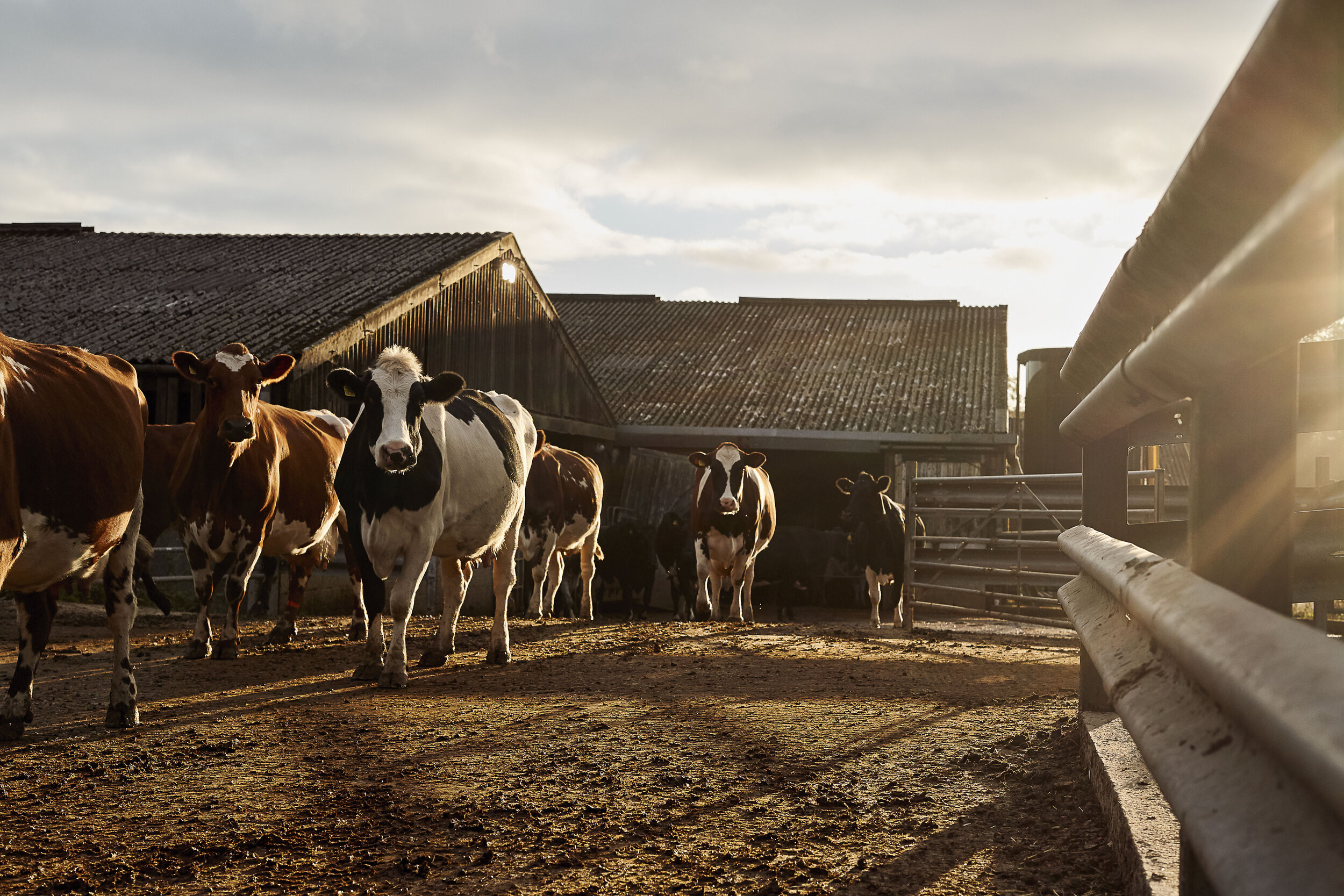 A group of cows standing on a farm yard during sunset, with barns in the background and a metal fence on the right.