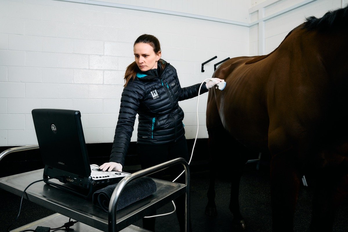 A woman in a black jacket and white gloves is performing ultrasound on a brown horse in a stable or veterinary clinic.