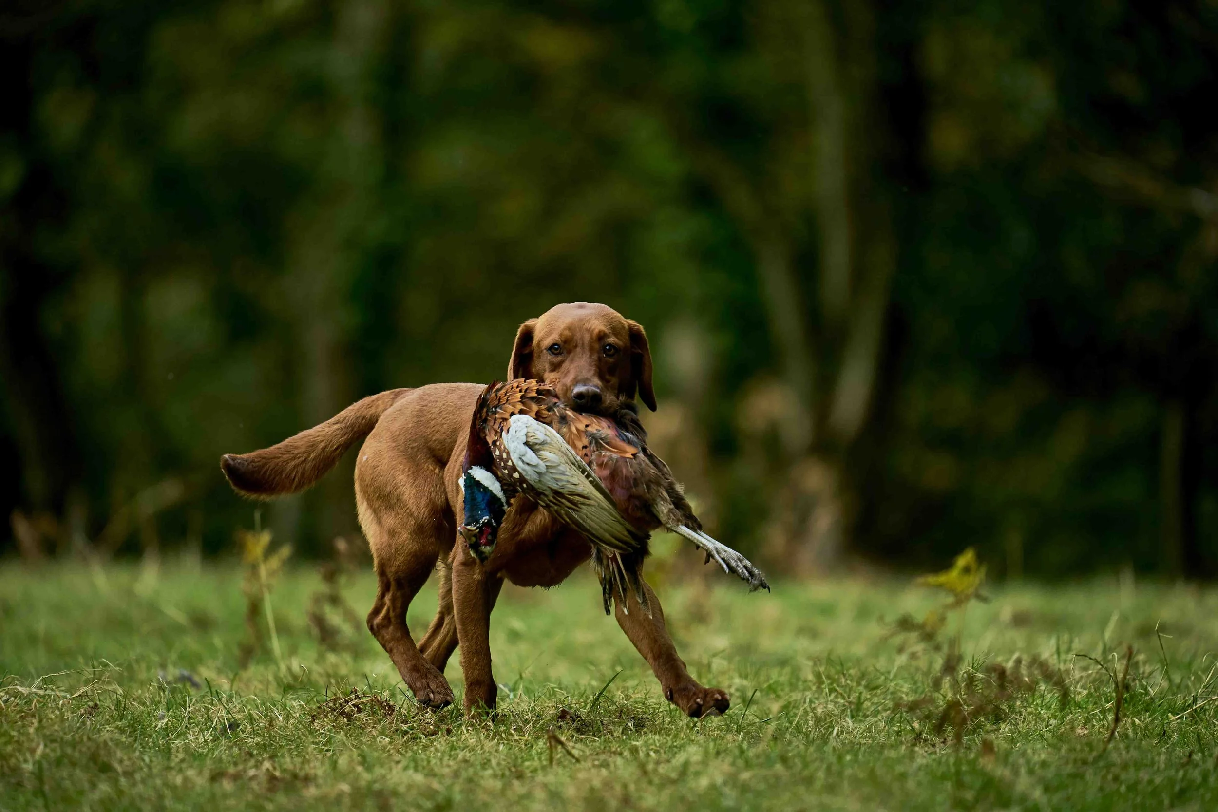 Pheasant Shooting - Bettws Hall - Wales - UK - Photographer - Oli Lees.jpg