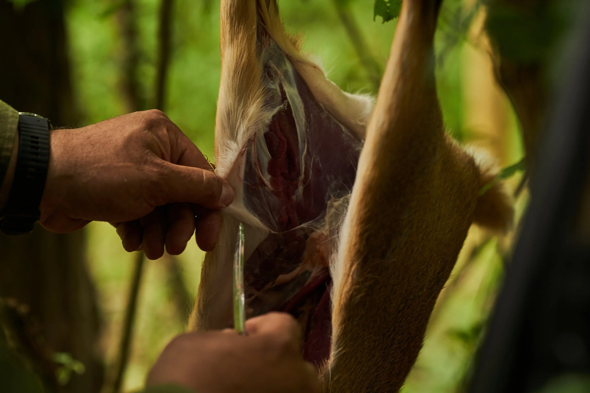 Close-up of a person dissecting an animal carcass outdoors, with the carcass's internal organs exposed.