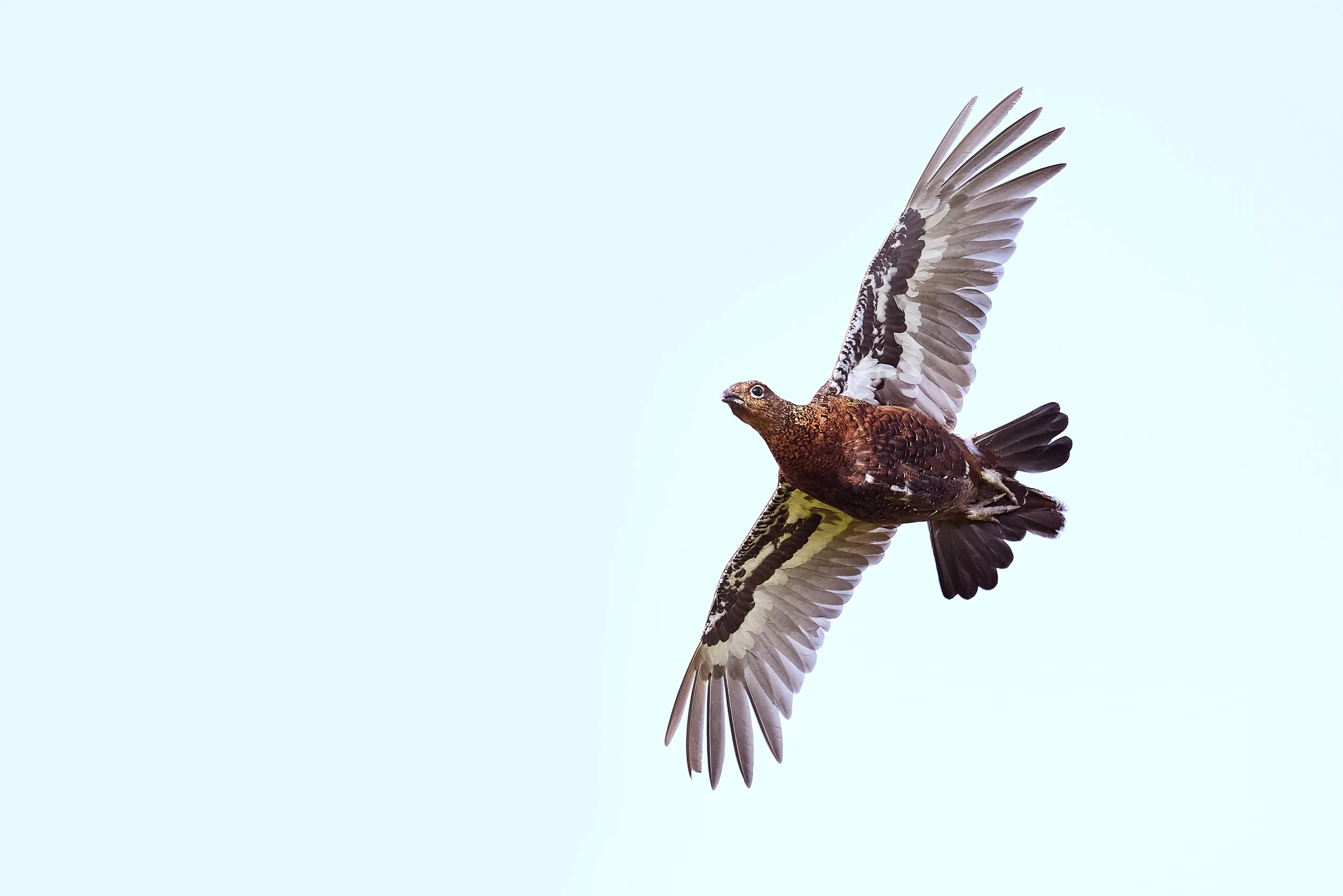 A Grouse in flight against a pale blue sky, with wings spread wide and feathers detailed.