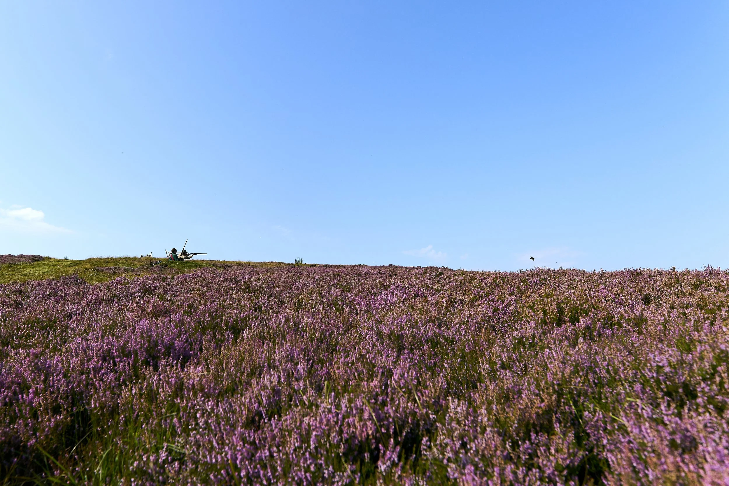 A landscape of purple heather flowers in full bloom on a hillside under a clear blue sky, with a small sculpture or rock formation visible near the top left.