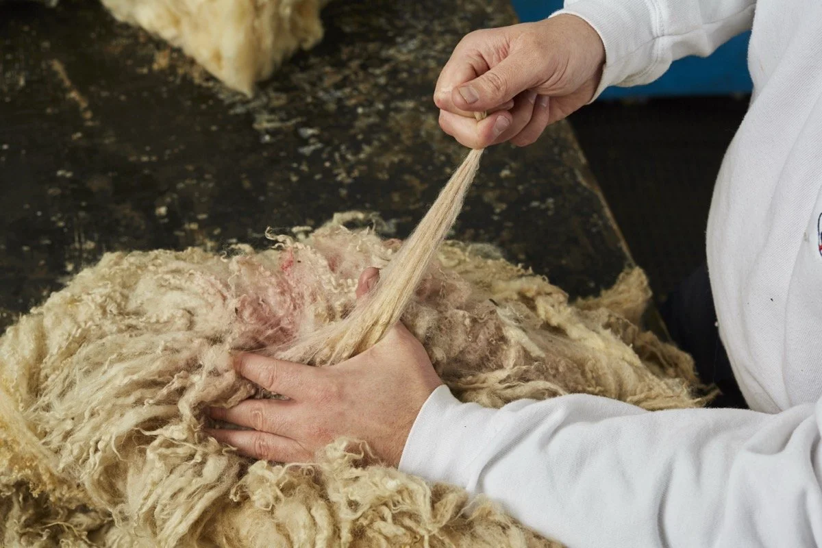 A person shearing a sheep woolly fleece with a hand-held tool on a black work surface.