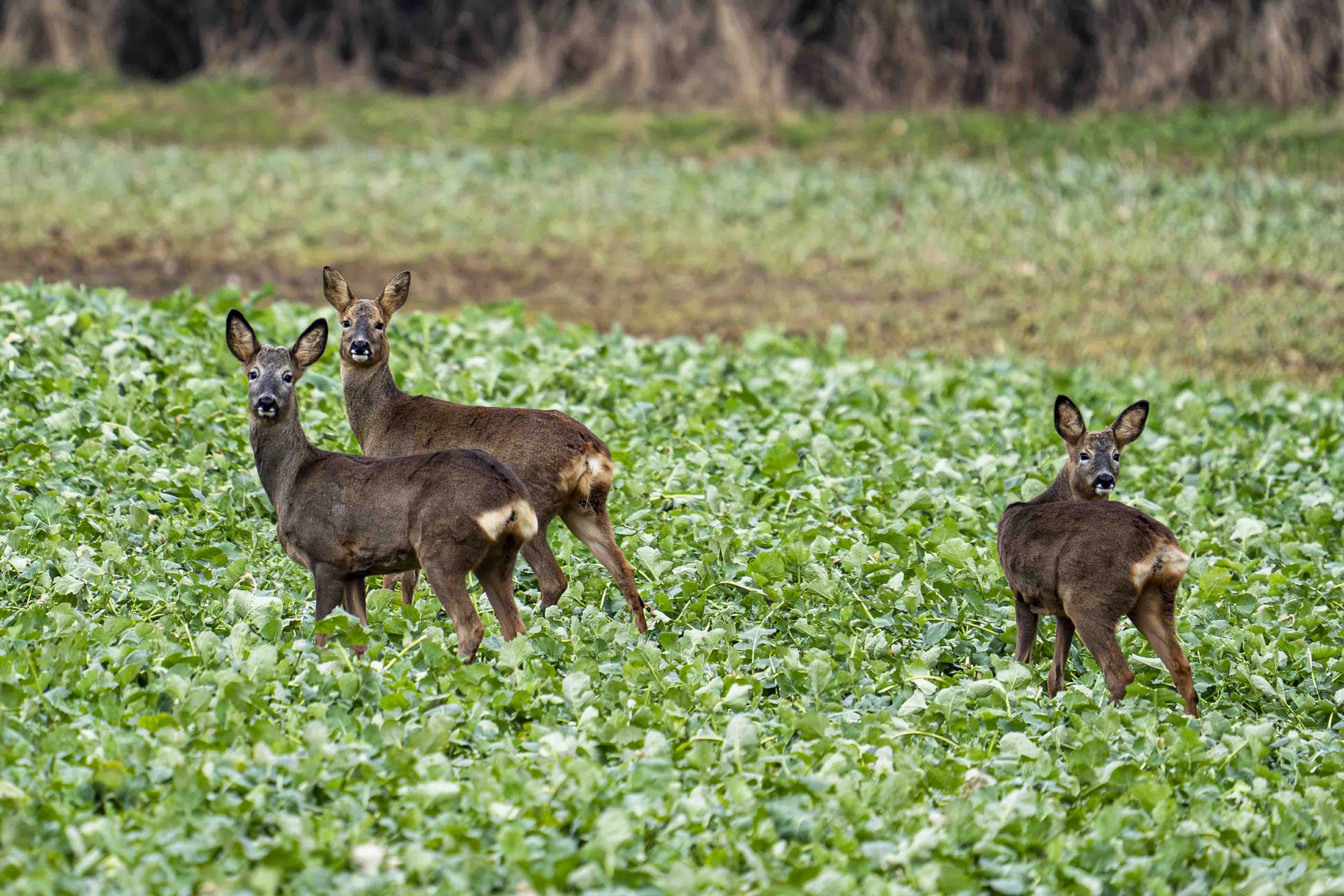 Three young deer standing in a lush green field with a background of brown grass or foliage.