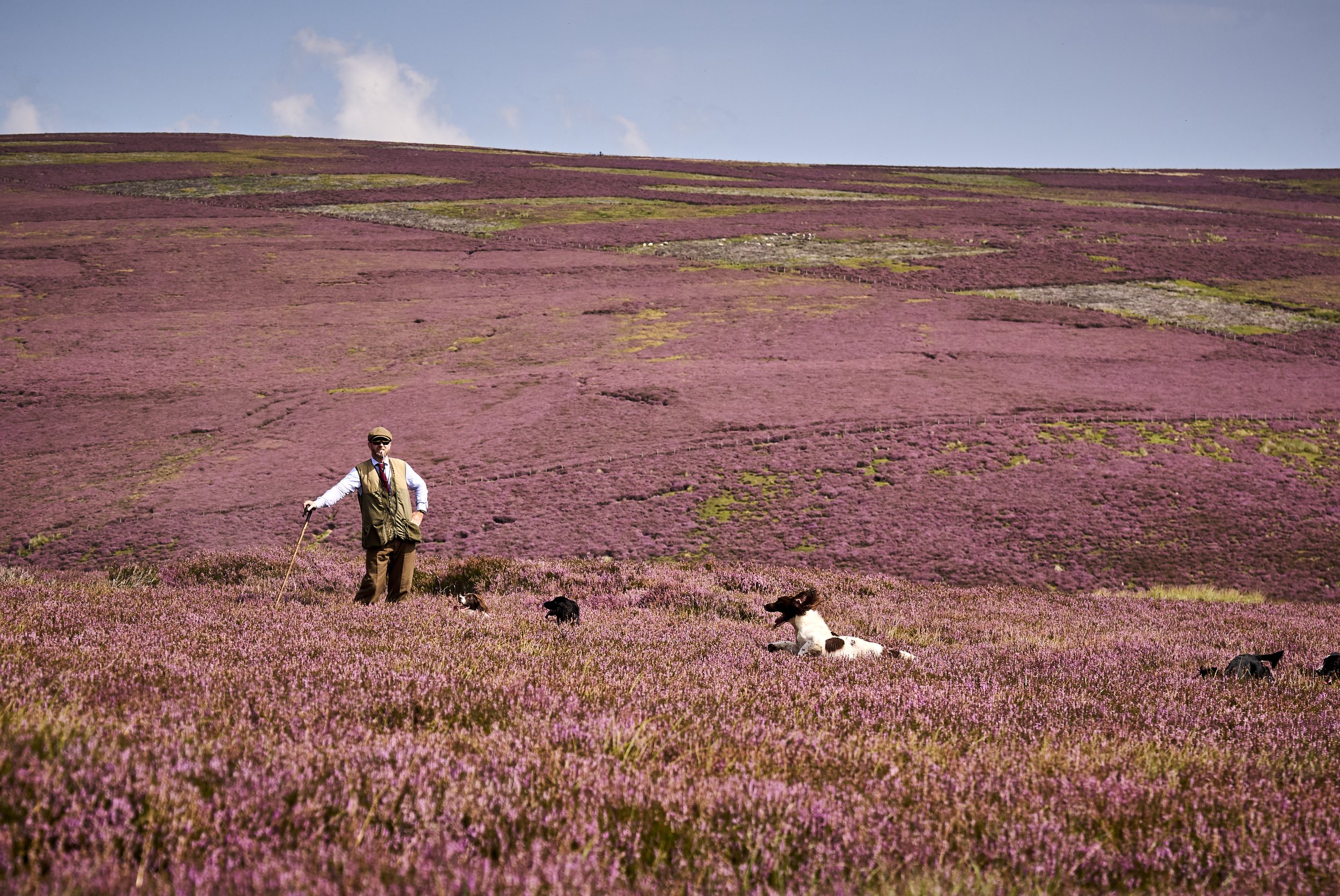 A man walking his dogs through a vast field of pink flowers on a hillside.