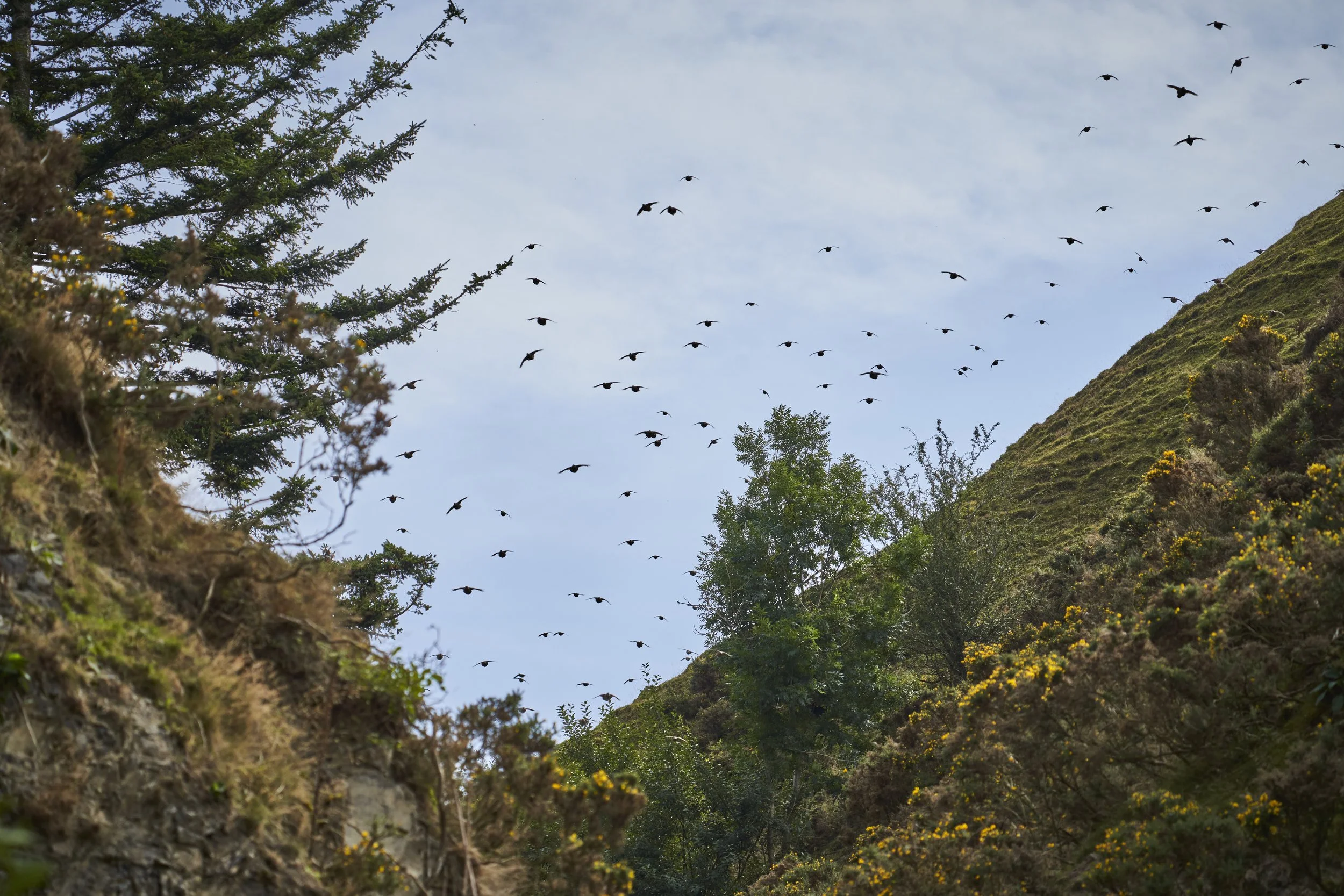 A flock of birds flying in the sky above a green hillside with trees and shrubs.