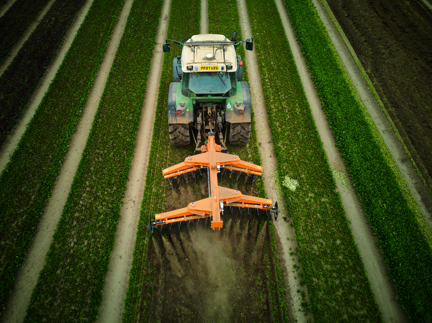 An aerial view of a green tractor with an orange attachment working on rows of green crops in a farm field.
