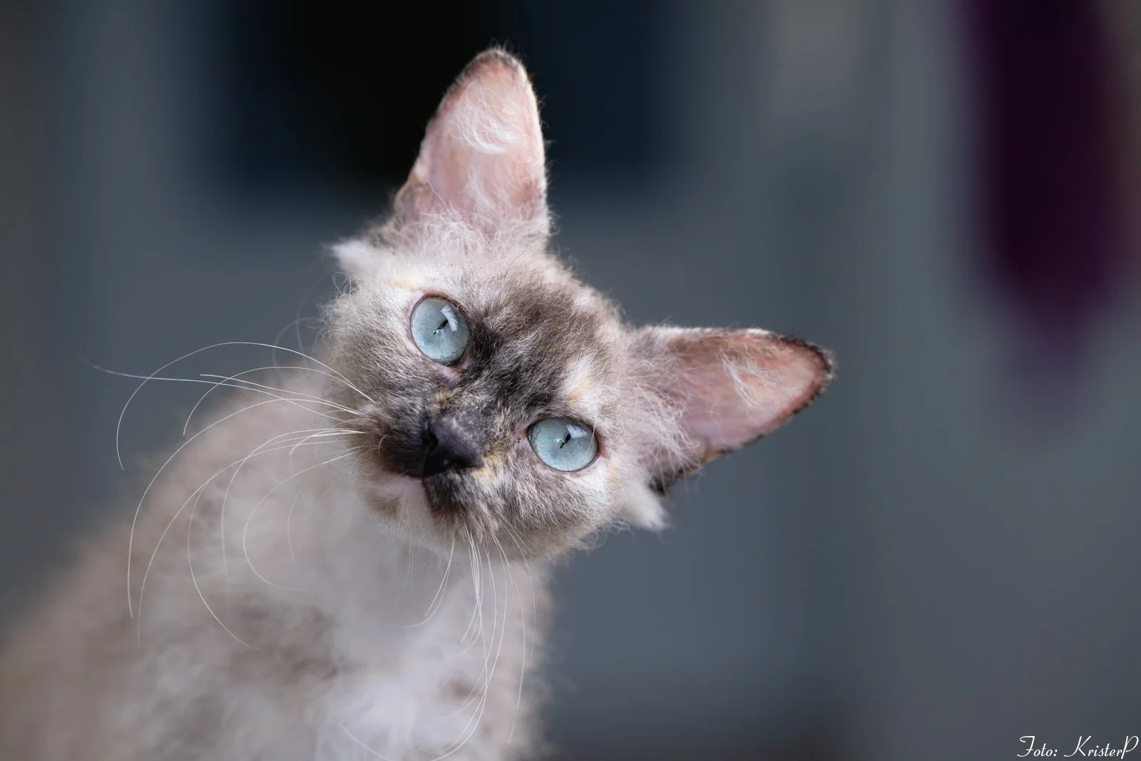 S*ÄgirsHus BC Ååska