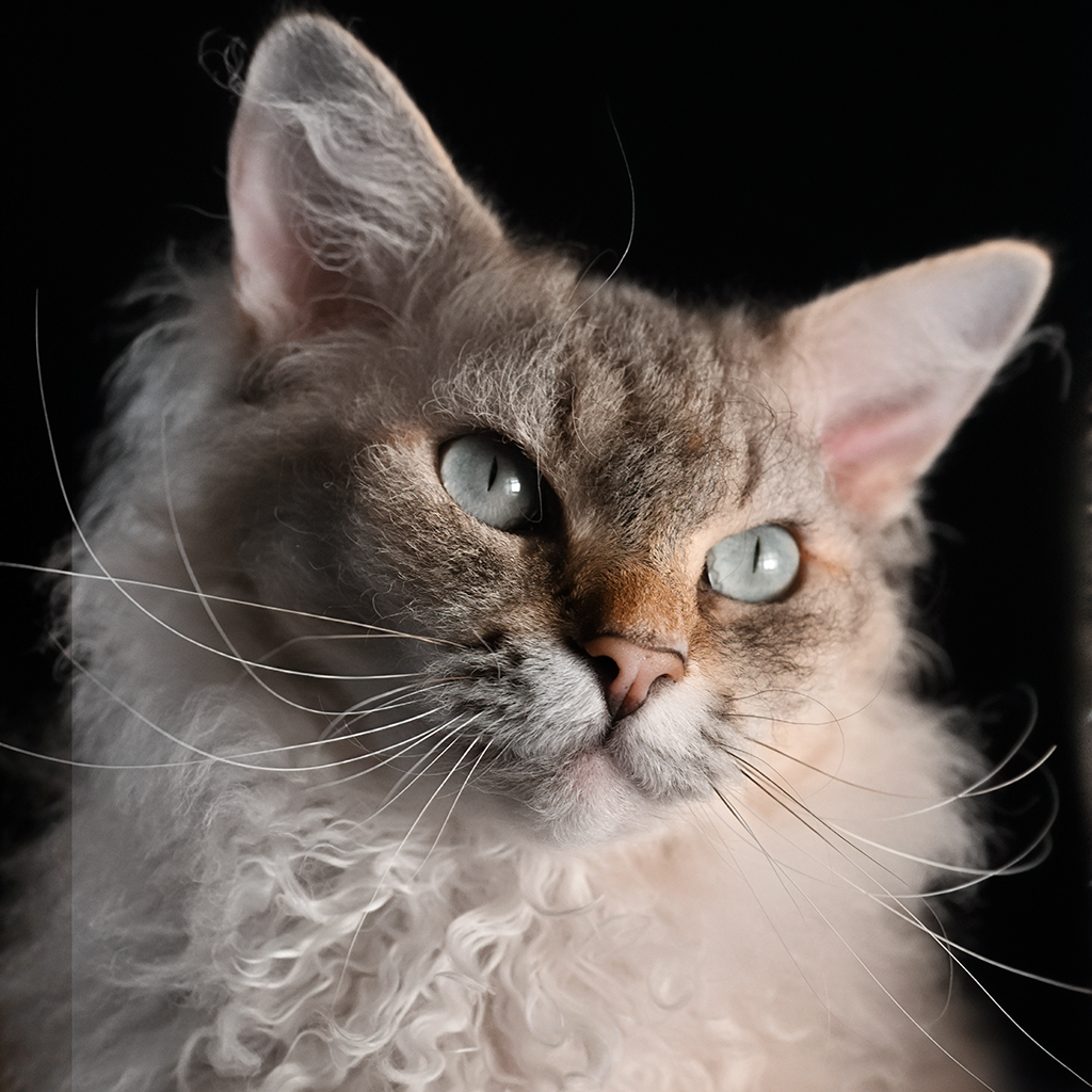 S*ÄgirsHus BC Ååmma