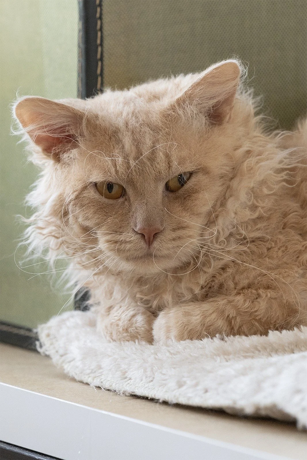 LaPerm Cat - Leviathan BC Ukon