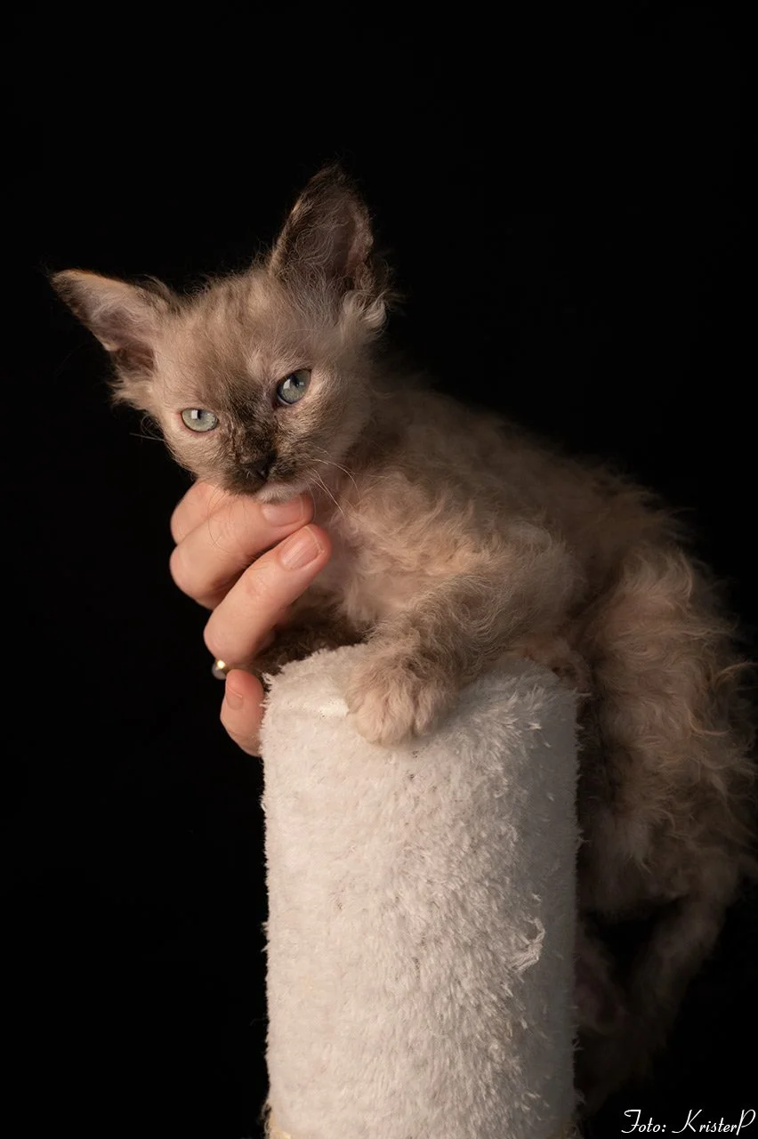 LaPerm kitten S*ÄgirsHus BC Ååska